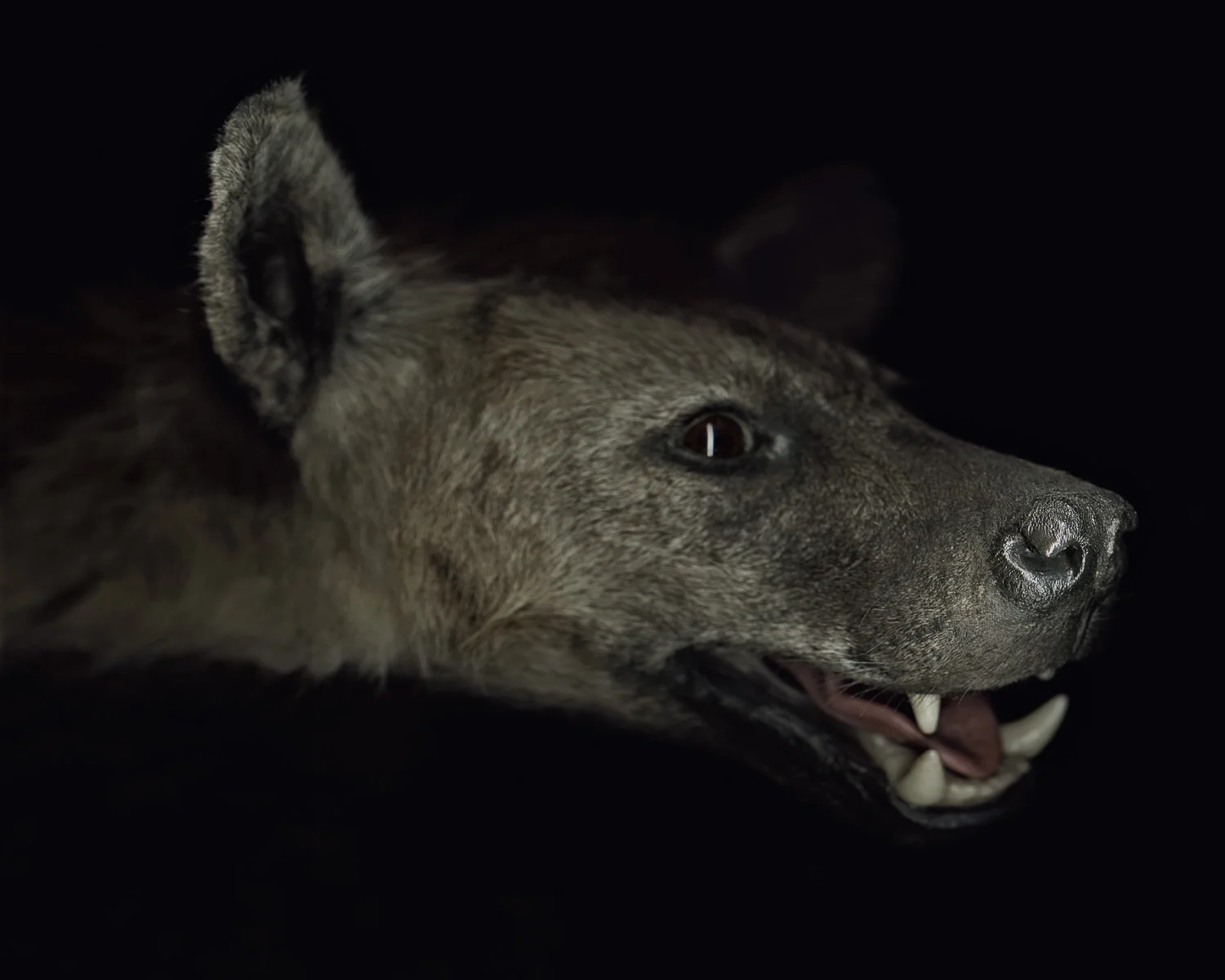 8.  Hyena.jpg