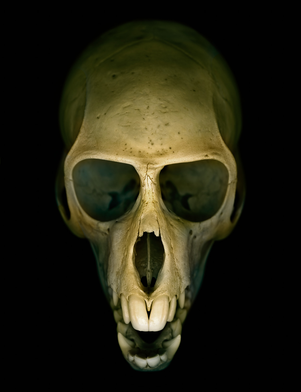 14.  Vervet monkey skull.jpg