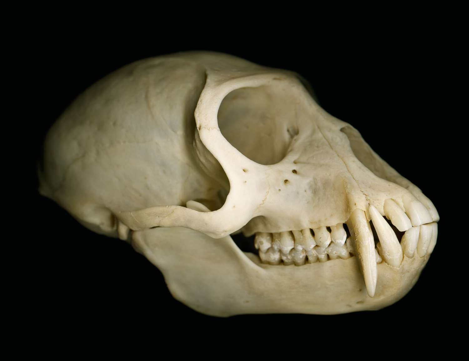 18.  Vervet monkey skull, lateral view.jpg