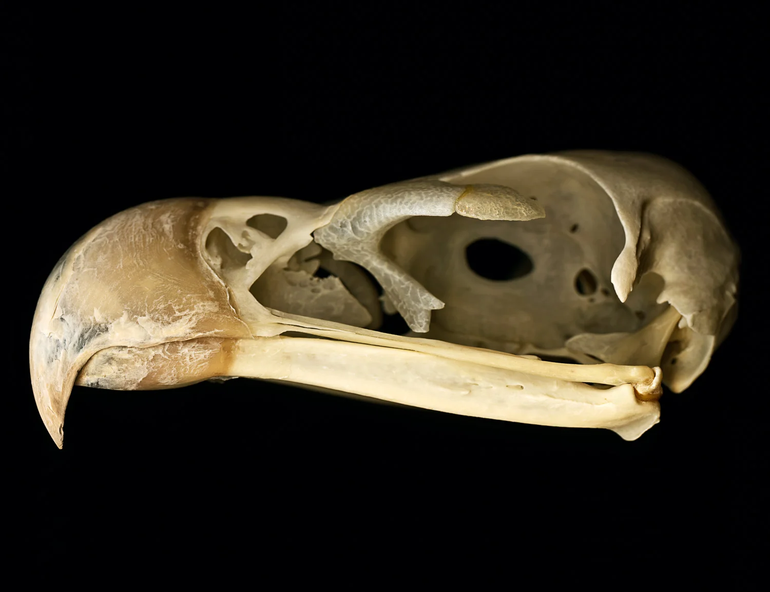 19.  Eagle skull.jpg