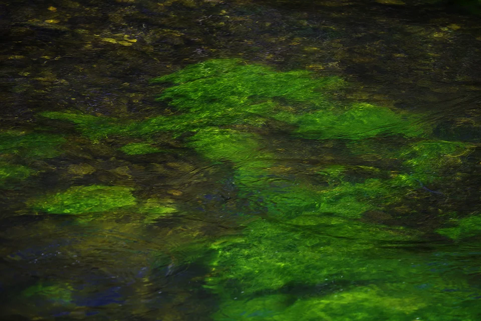 17_Moss Dancer.jpg