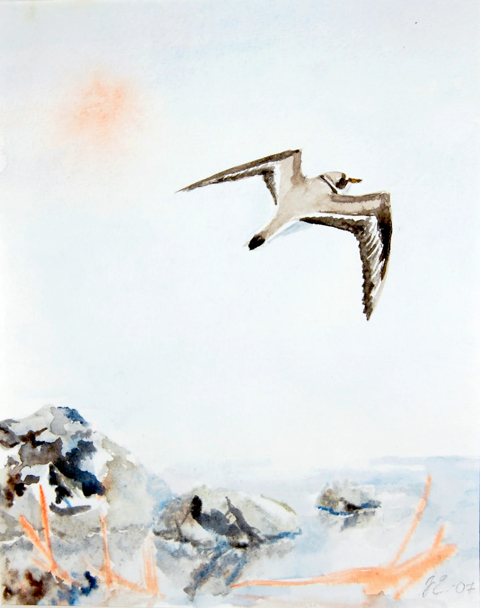 3_Ringed Plover in Flight.jpg