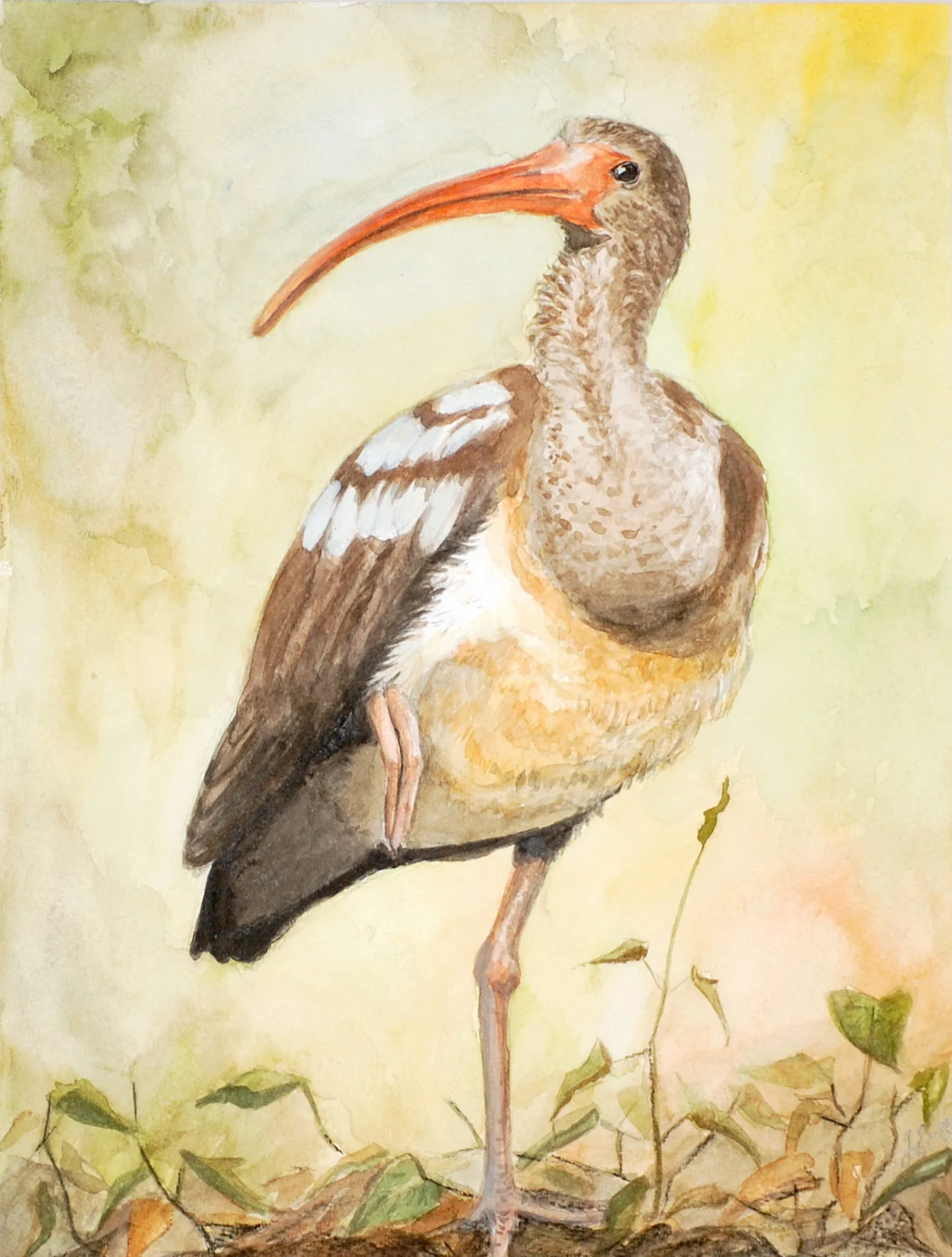 8_Curious Ibis.jpg