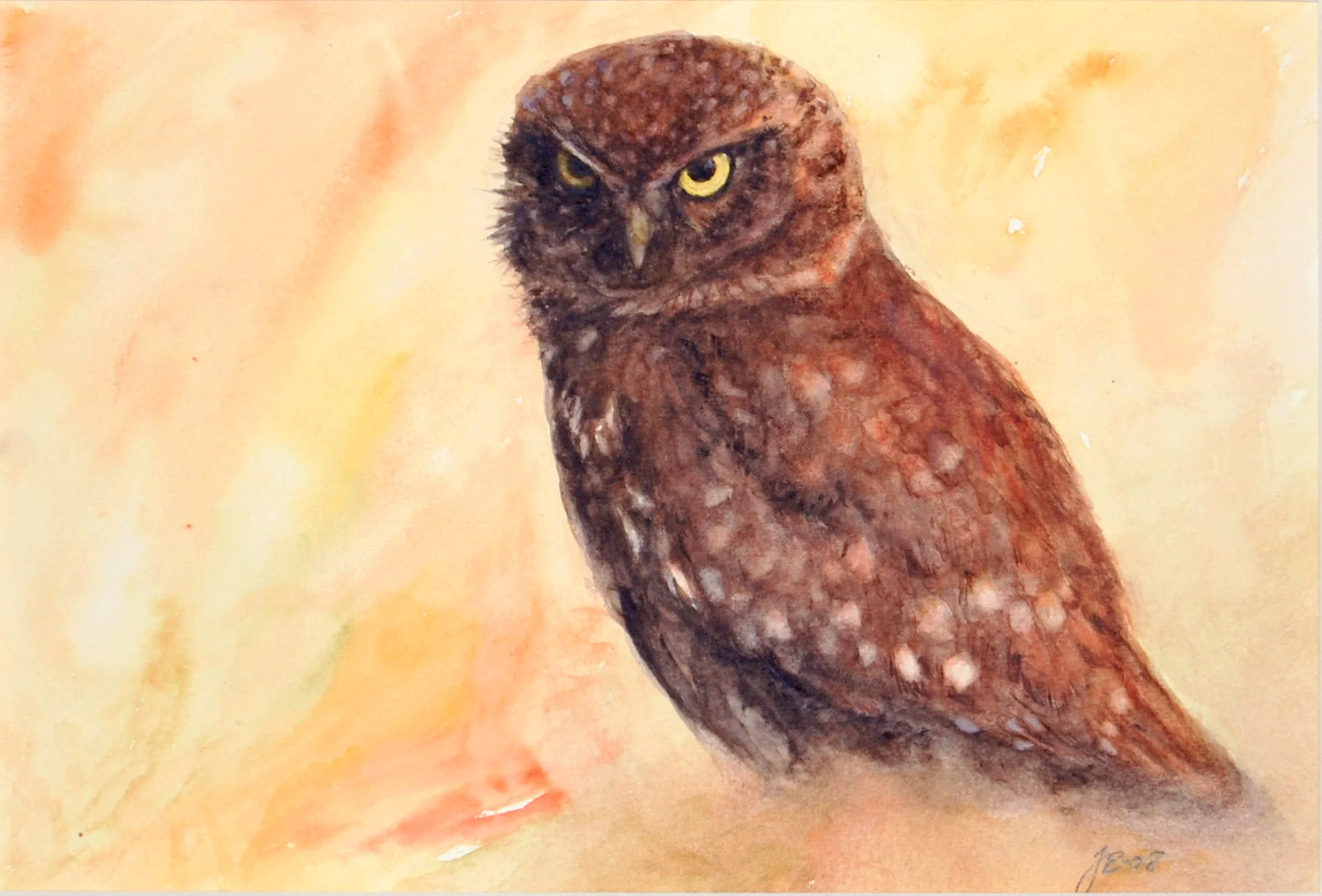 10_Little Owl.jpg