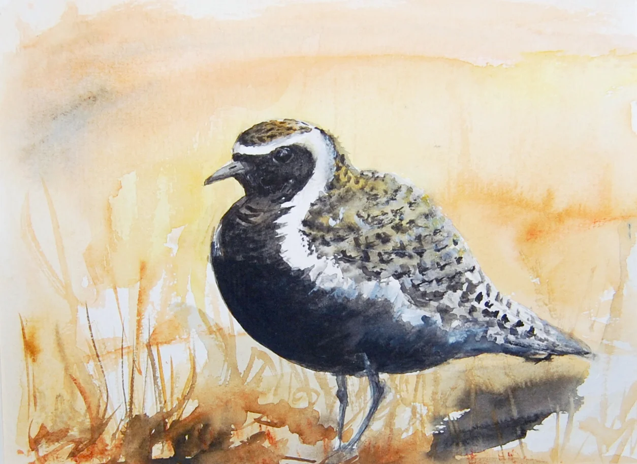 15_Golden Plover.jpg