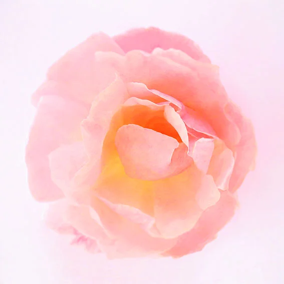 5. Rose.jpg