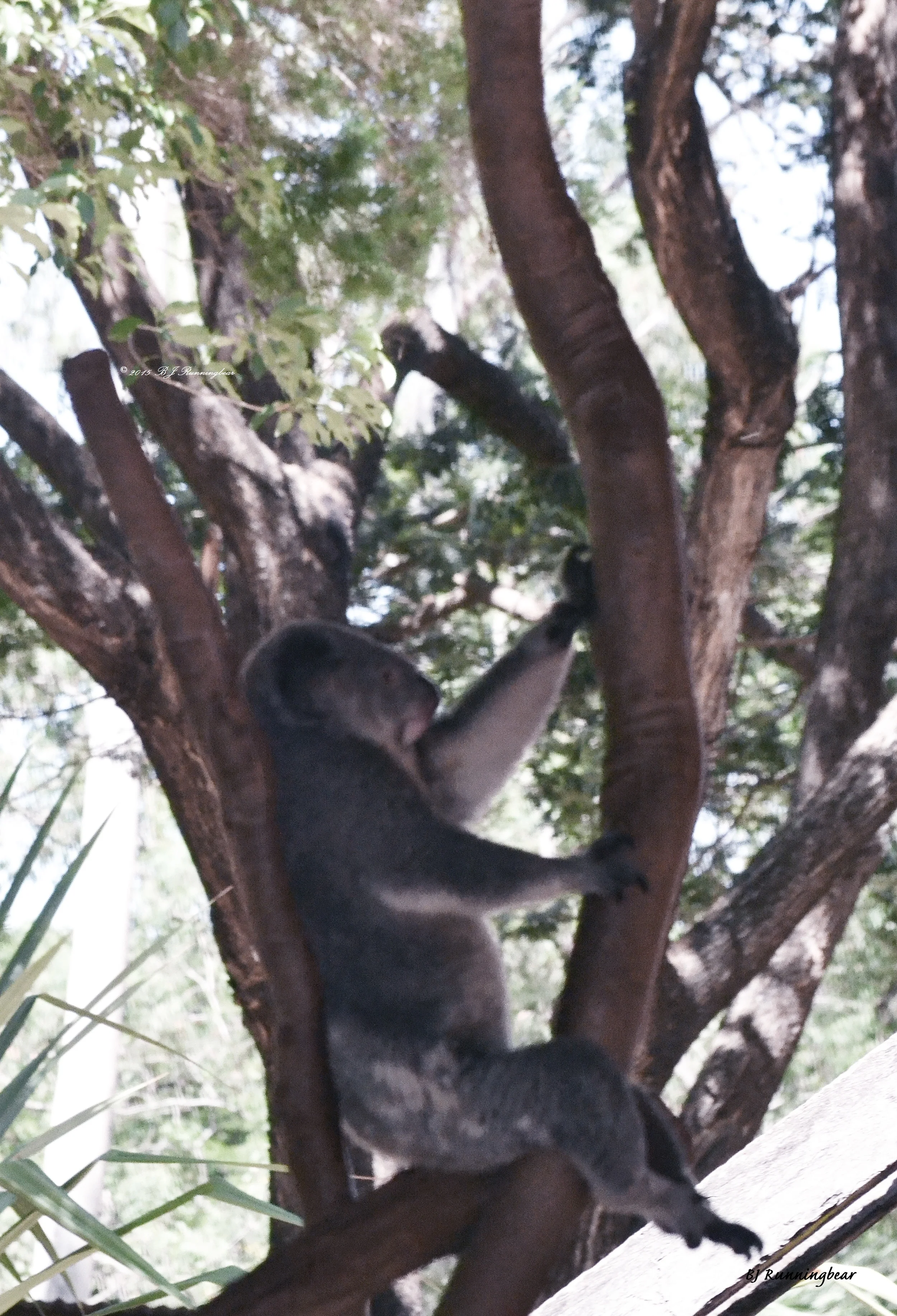 15. Posing Koala 2, Billabong Sanctuary, Townsville, Qld.jpg