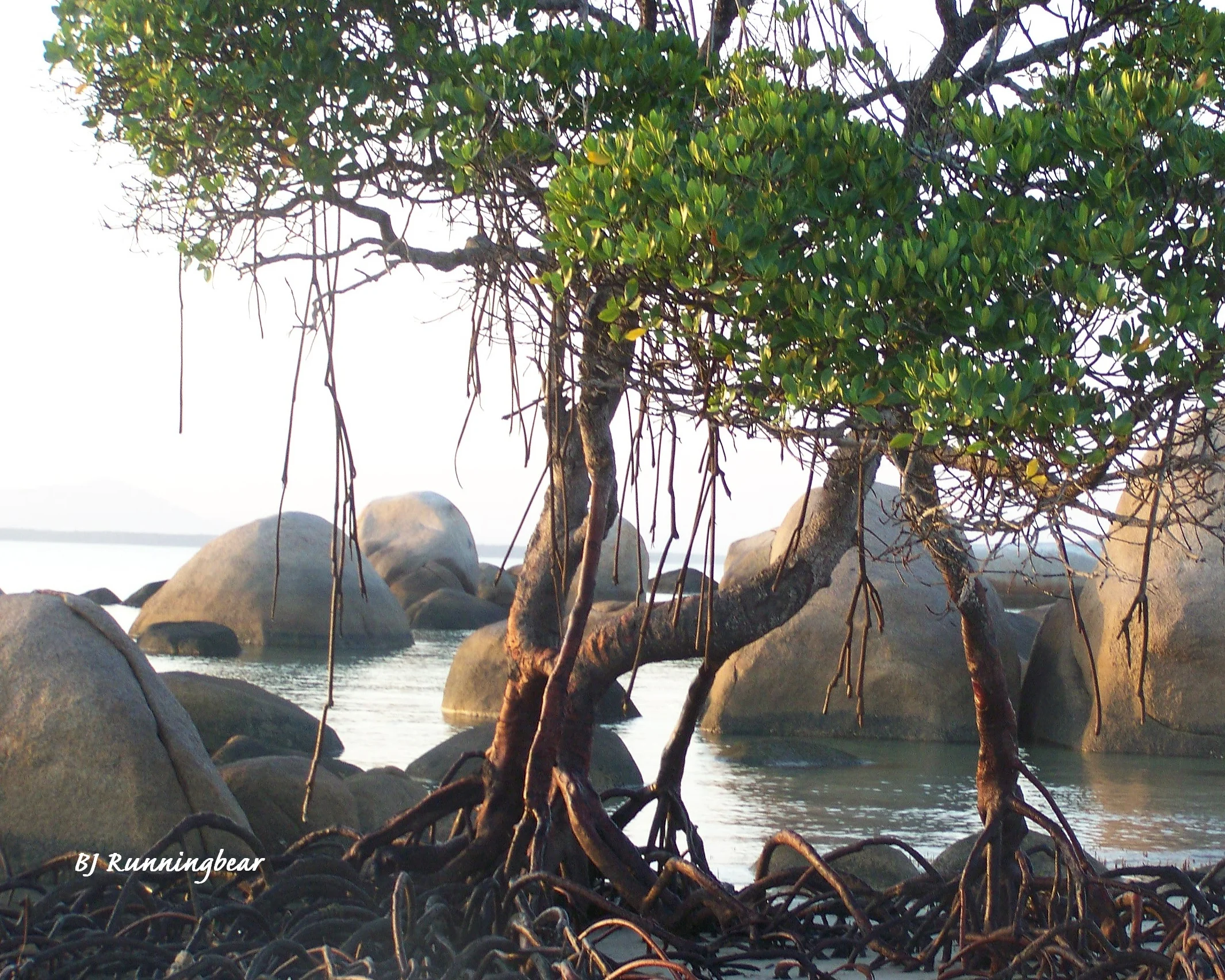 19. Tree out of water low tide Lockhart River.jpg