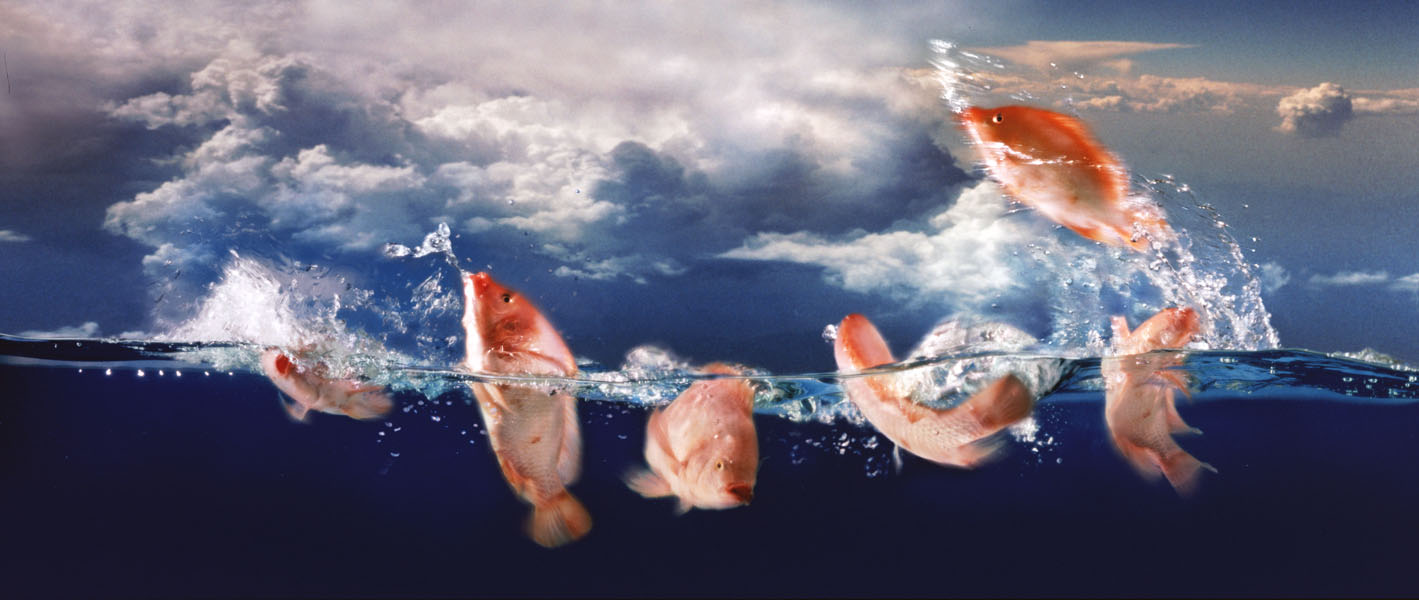 7_Jumping fish.jpg