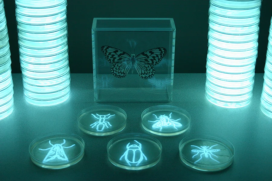 16_Insect_Reflections_in_the_Butterfly_Case.jpg