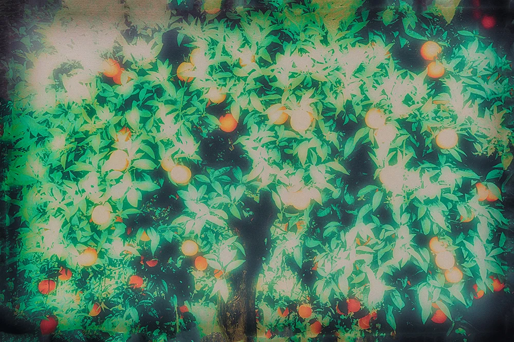17_the_plants_oranges.jpg