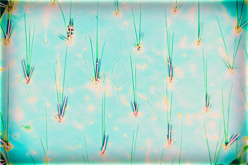 18_the_plants_cactus.jpg