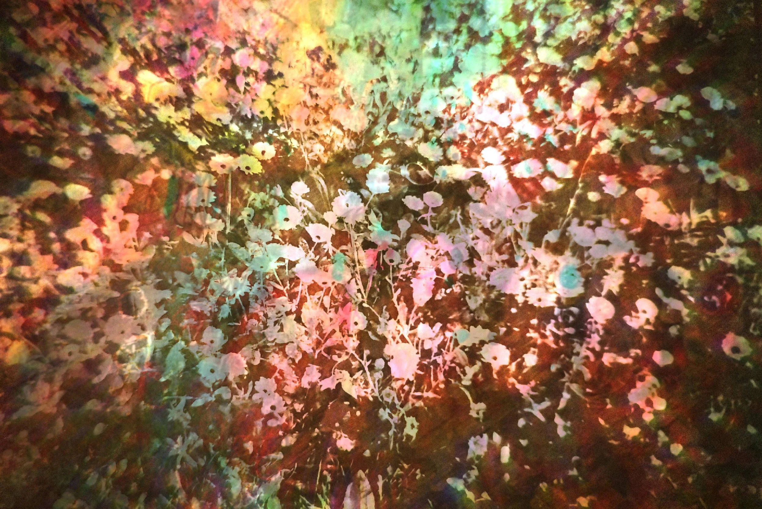 19_Watercolor Daisies.jpg