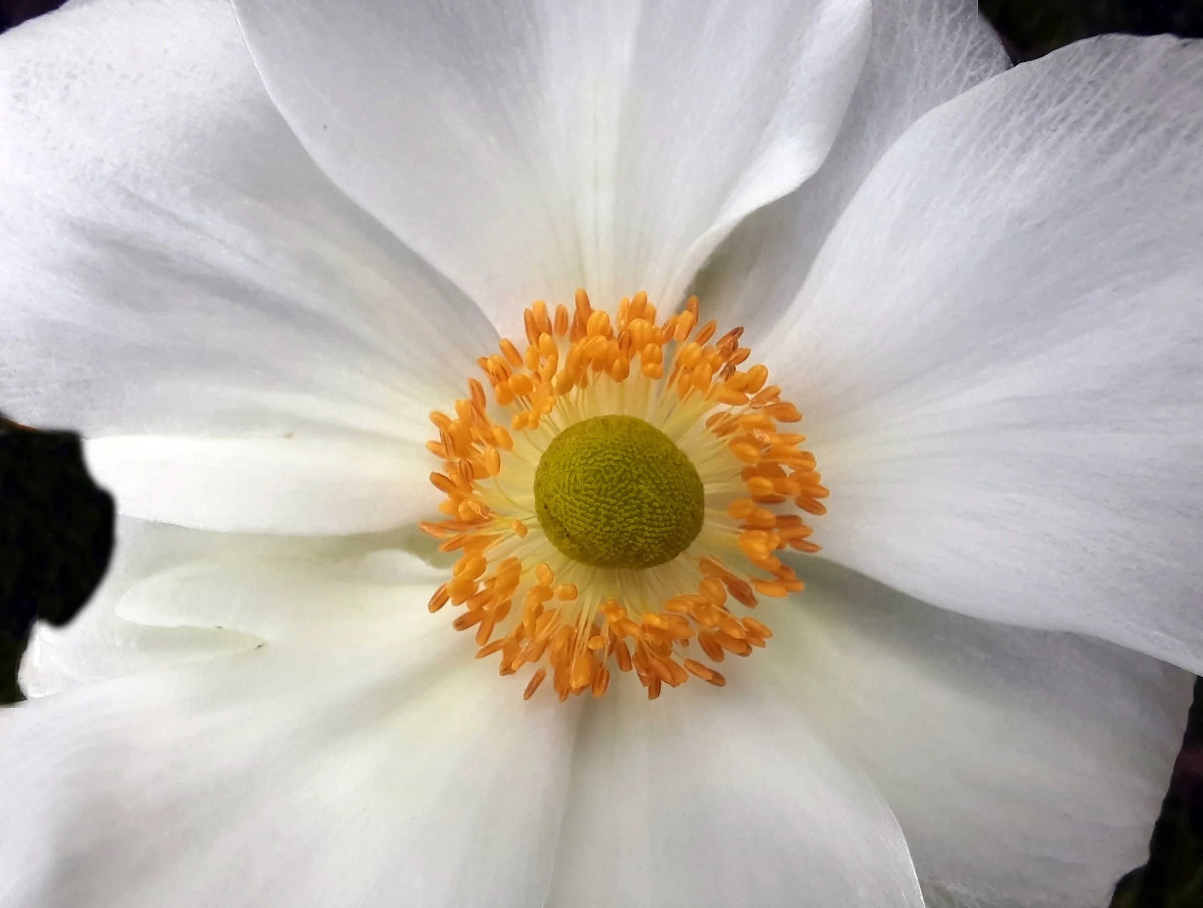 11. luminous Bloom.jpg