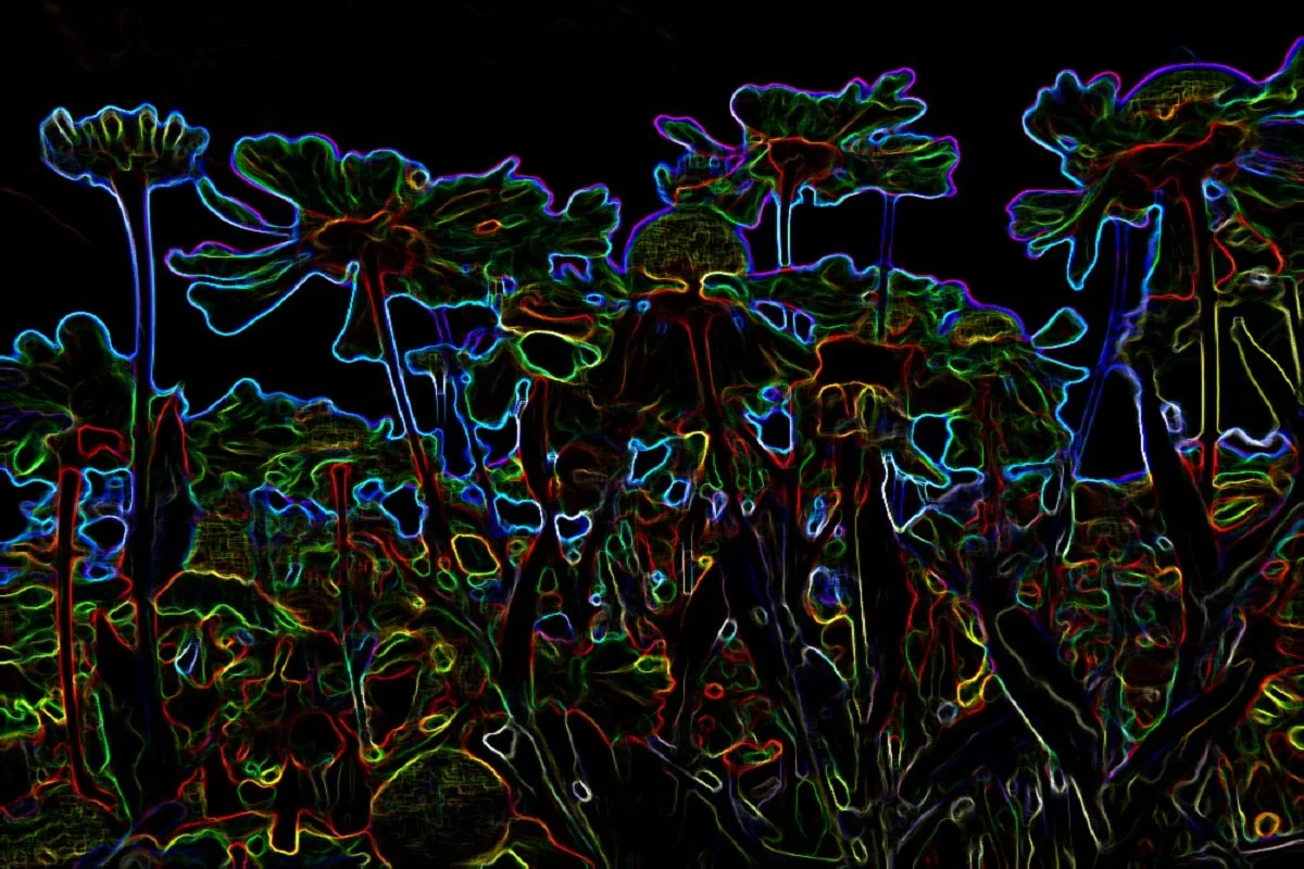 19_Twilightbloom.jpg