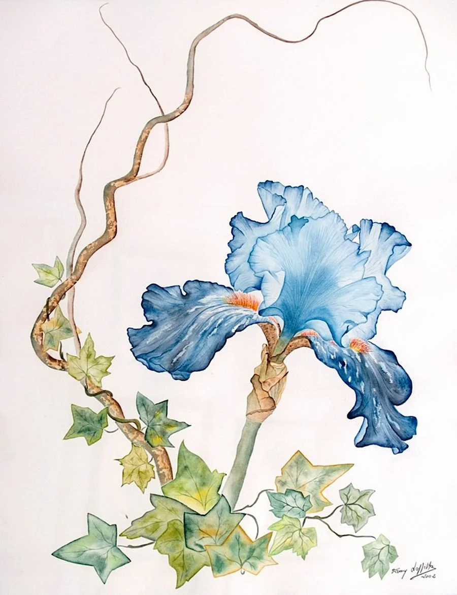 19 iris serenit‚.jpg