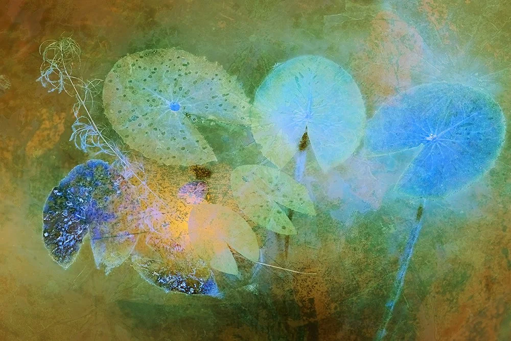 1_Lily Study-#03.jpg