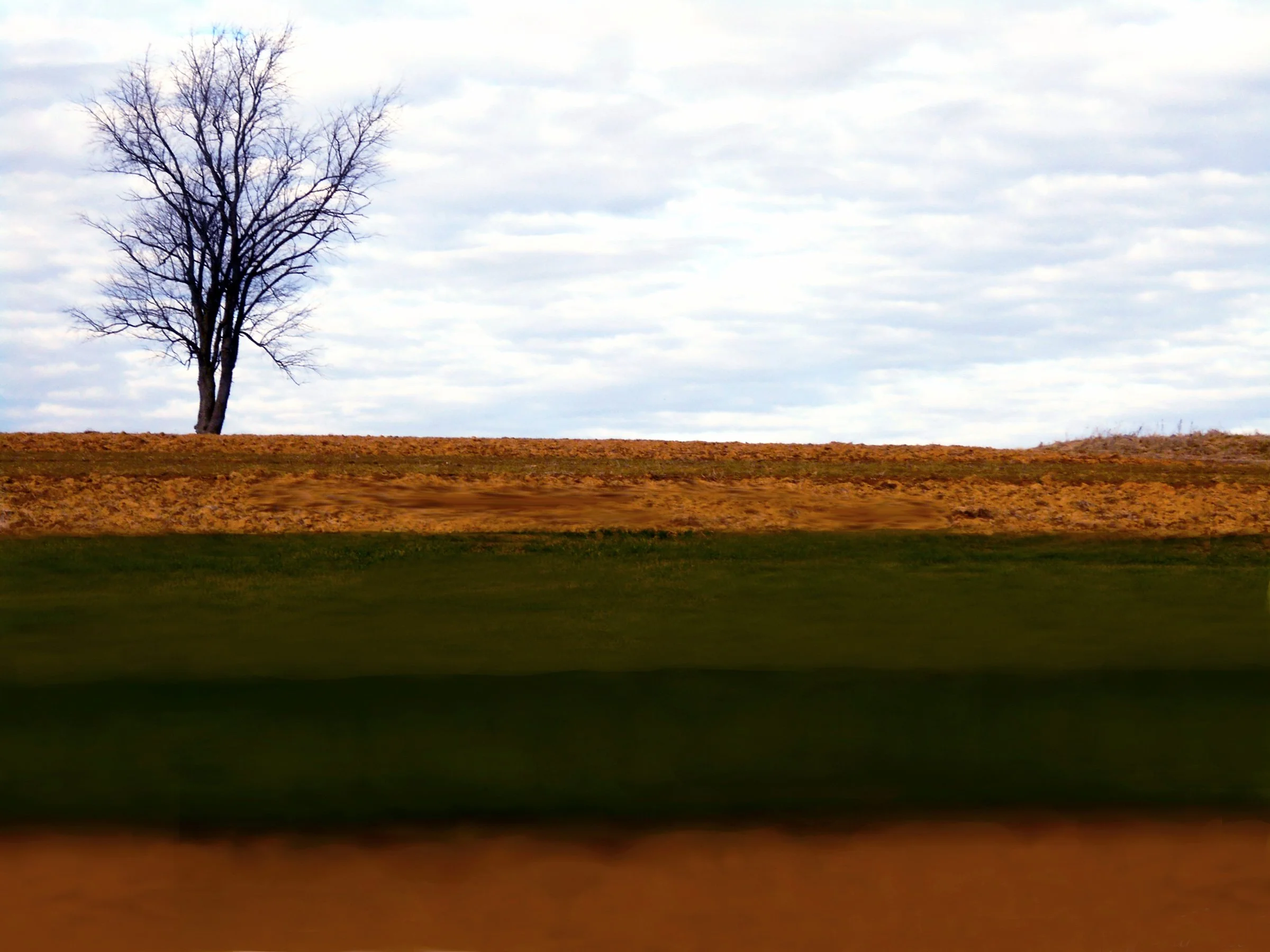3. Roots within this soil.jpg