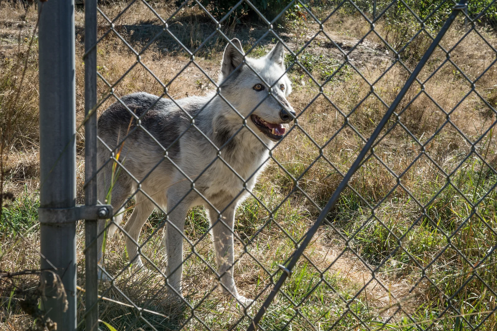 Wolf Haven is a sanctuary for wolves rescued from abusive situations, located in Tenino, WA.