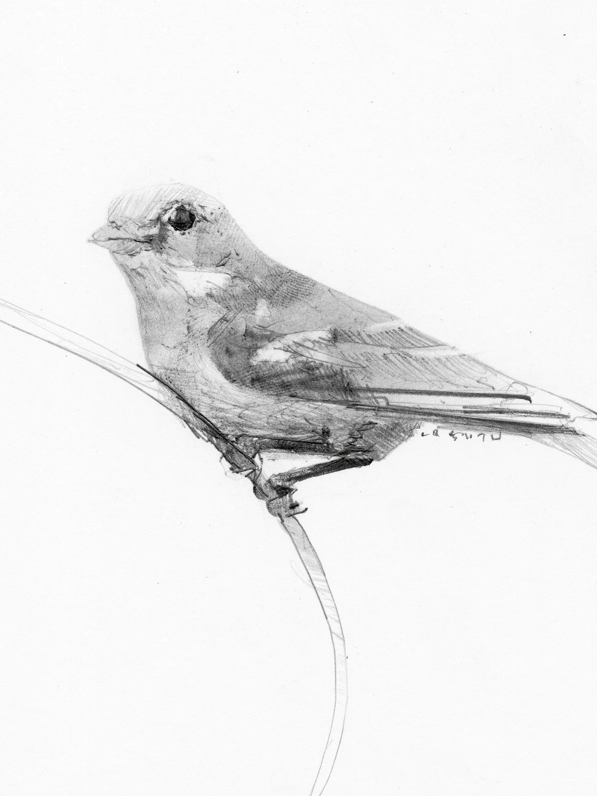 Detail of an original graphite and charcoal drawing showing the line work and plumage of a female American Goldfinch.