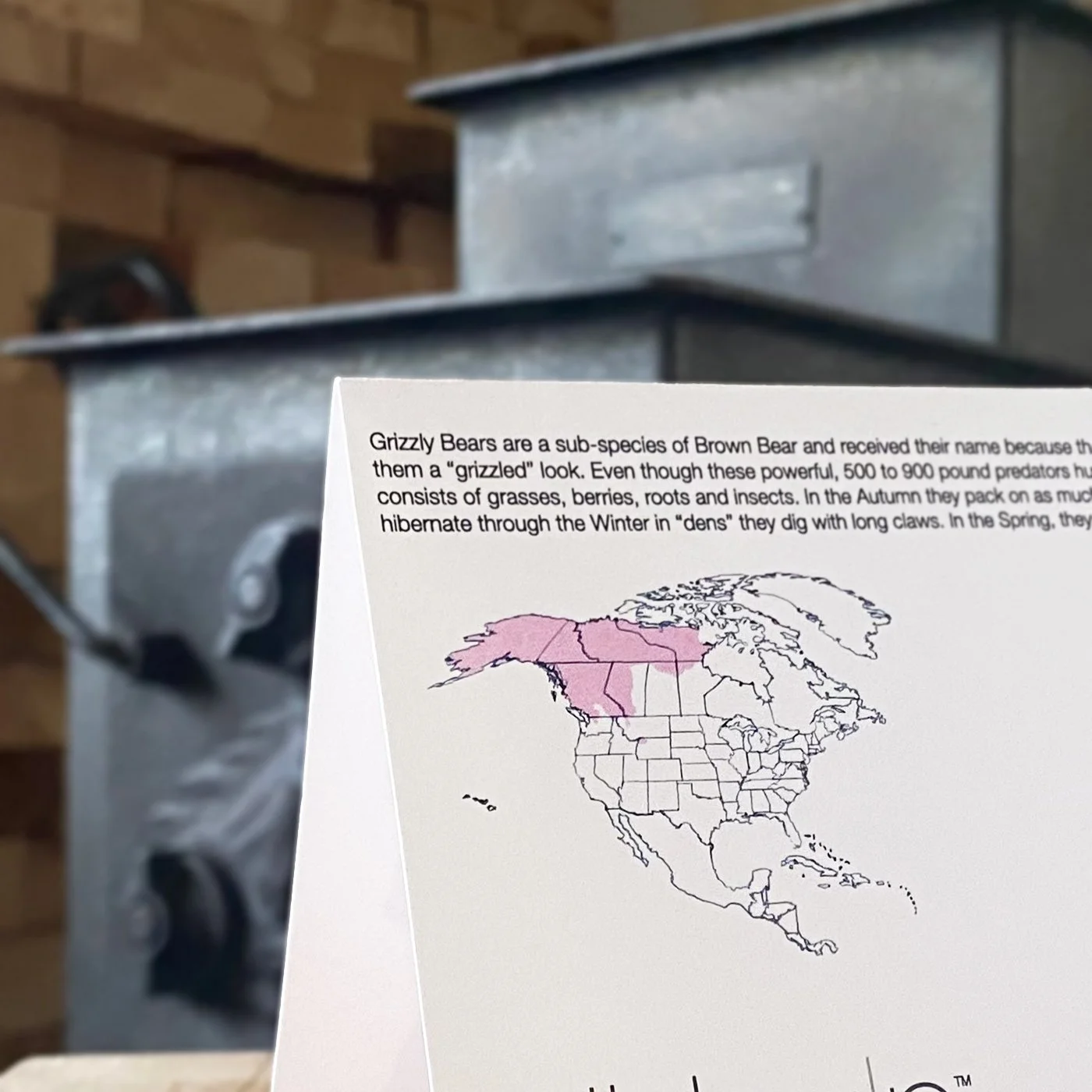Back of wildlife stationery card showing educational Grizzly Bear facts and illustrated habitat map.
