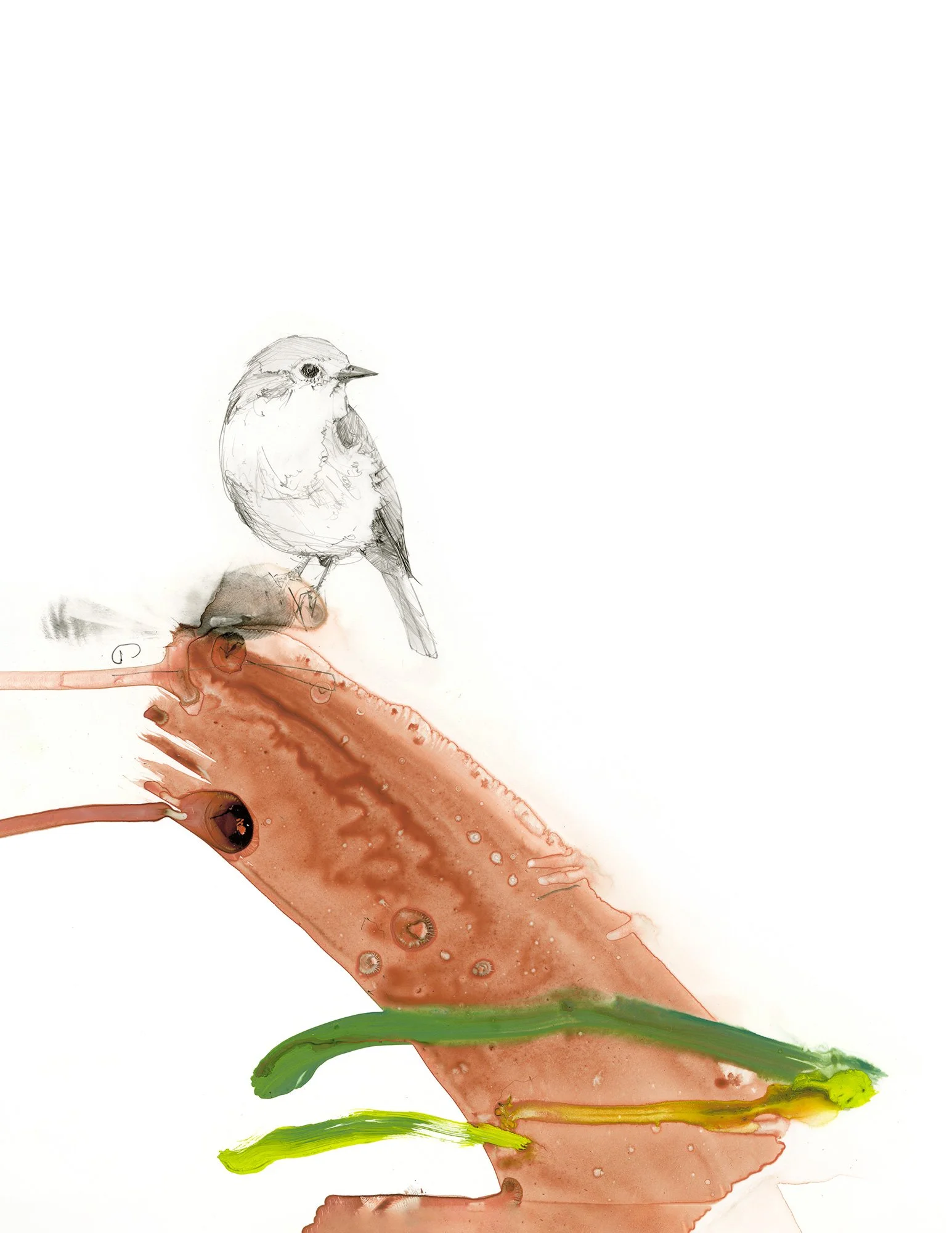 European Robin | fine art print