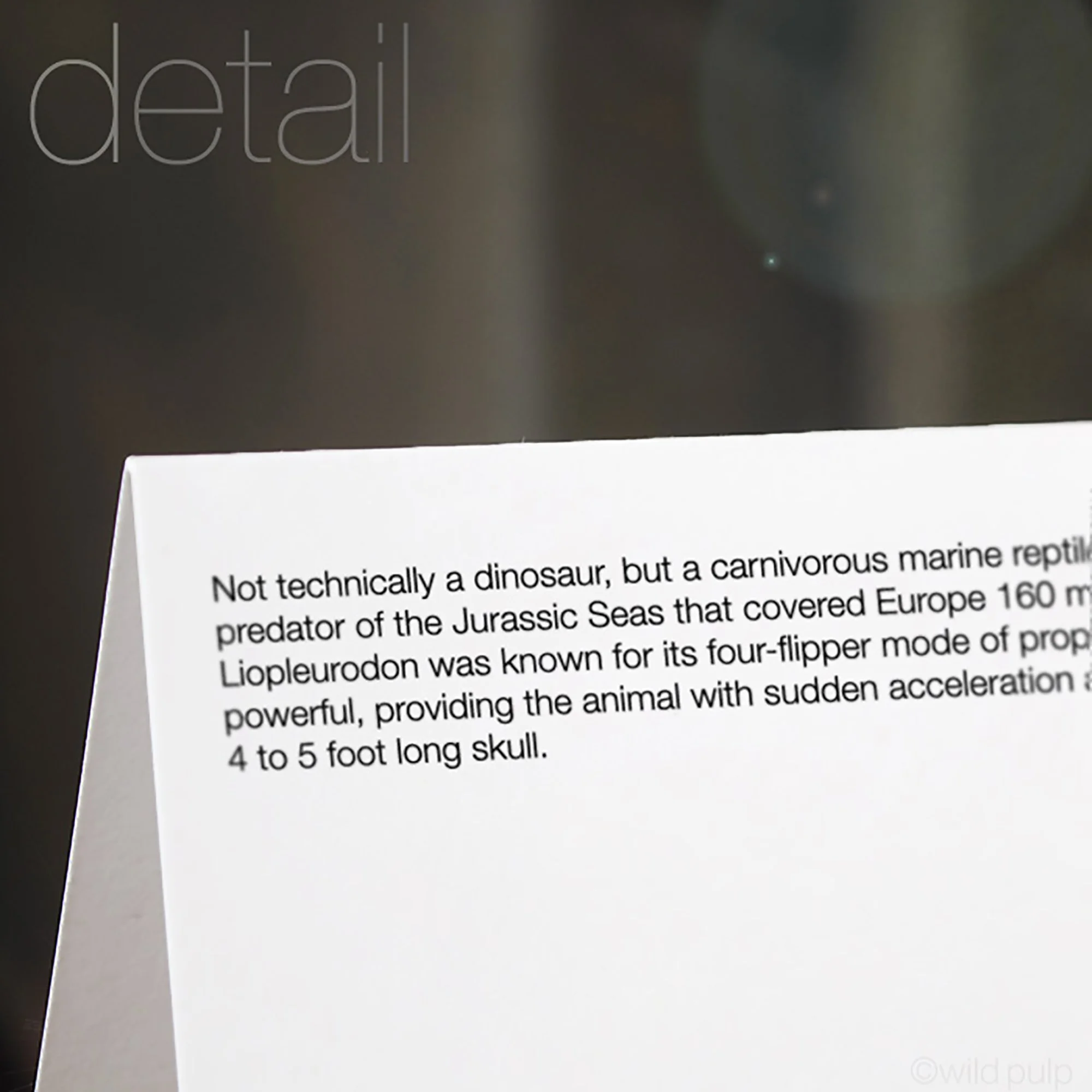 The back of the Liopleurodon note card displaying the prehistoric species educational facts.