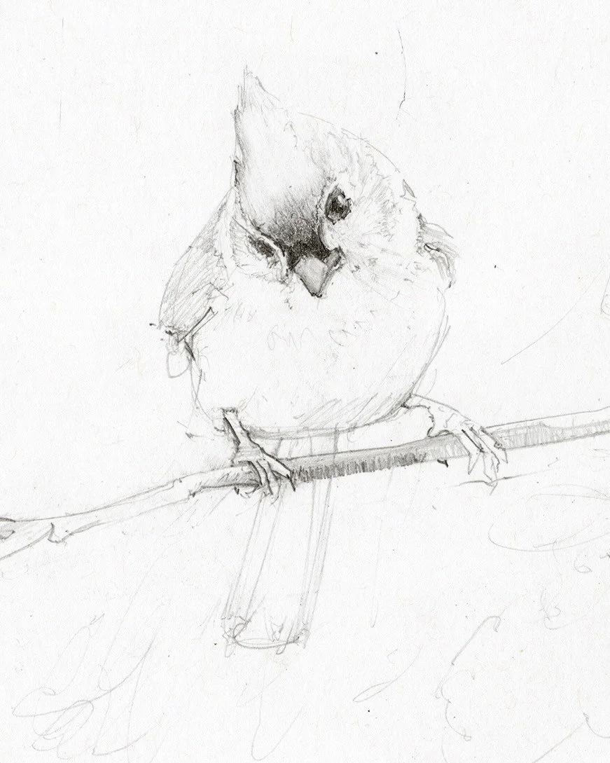 Titmouse study. Graphite, 8x10&rdquo;
Available this upcoming weekend. 

#titmouse #tuftedtitmouse #songbirdart