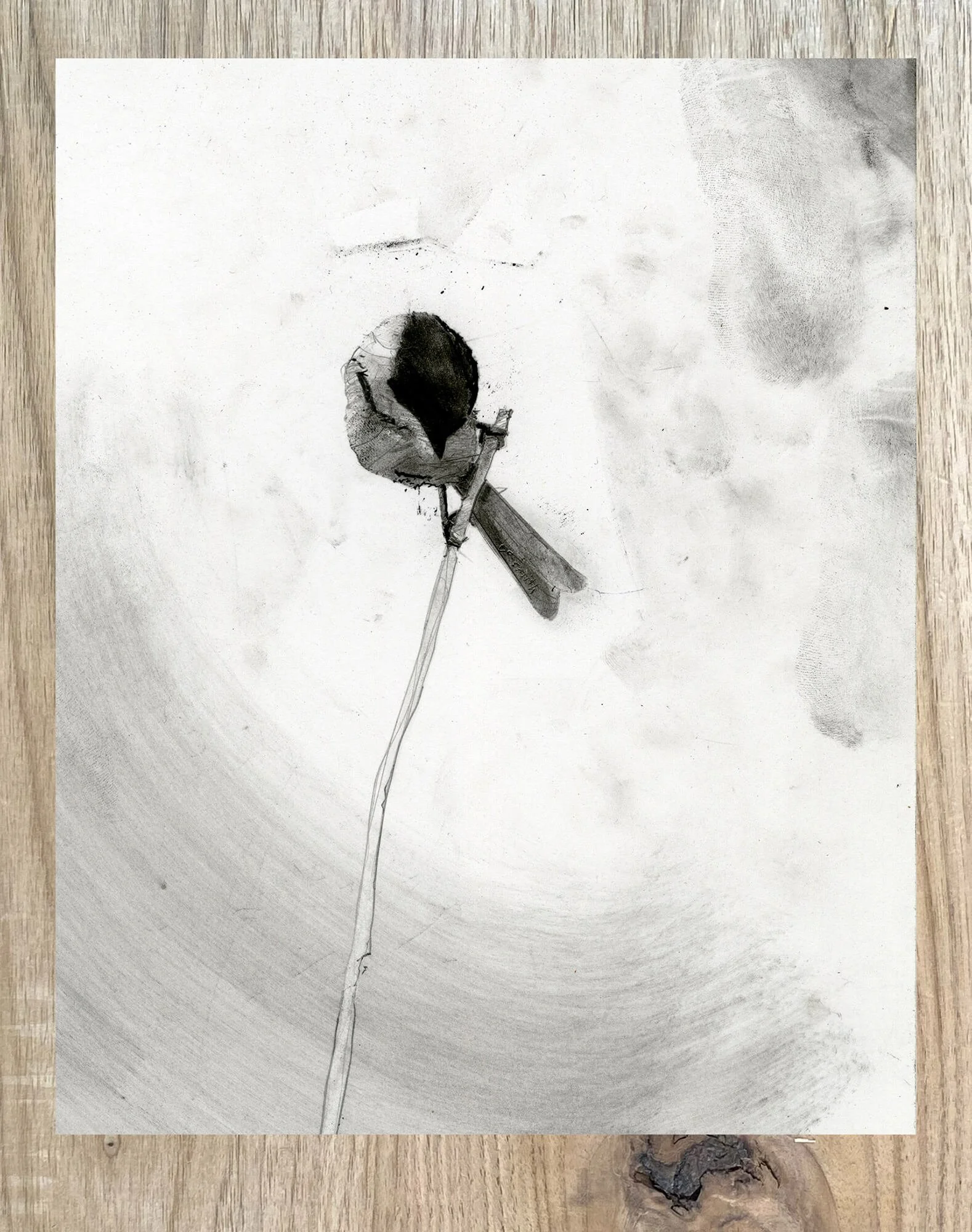 Original black-capped chickadee graphite and charcoal drawing featuring a small songbird perched on a delicate stem with sweeping charcoal passages and generous white space.