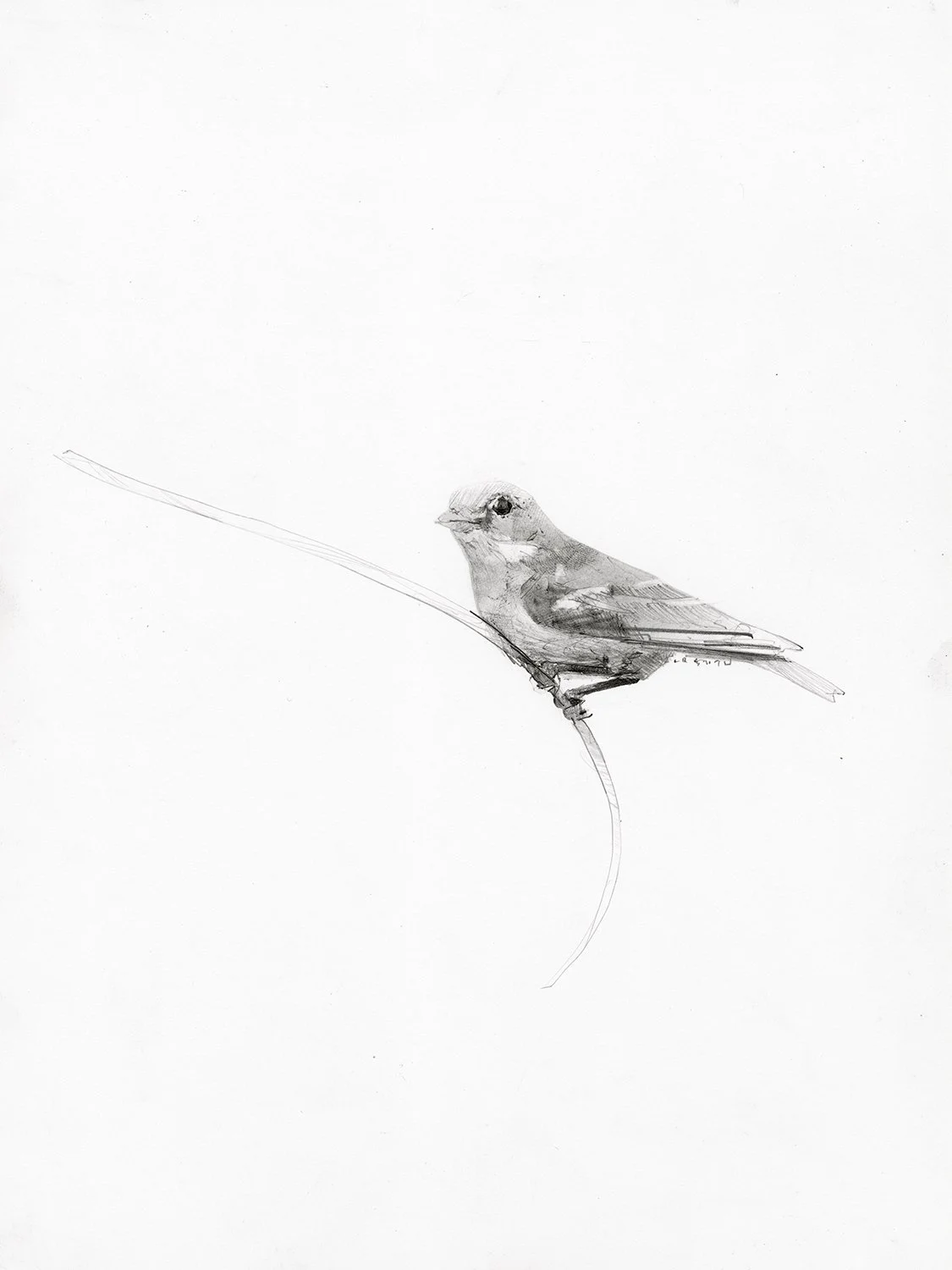 Female Goldfinch | original drawing