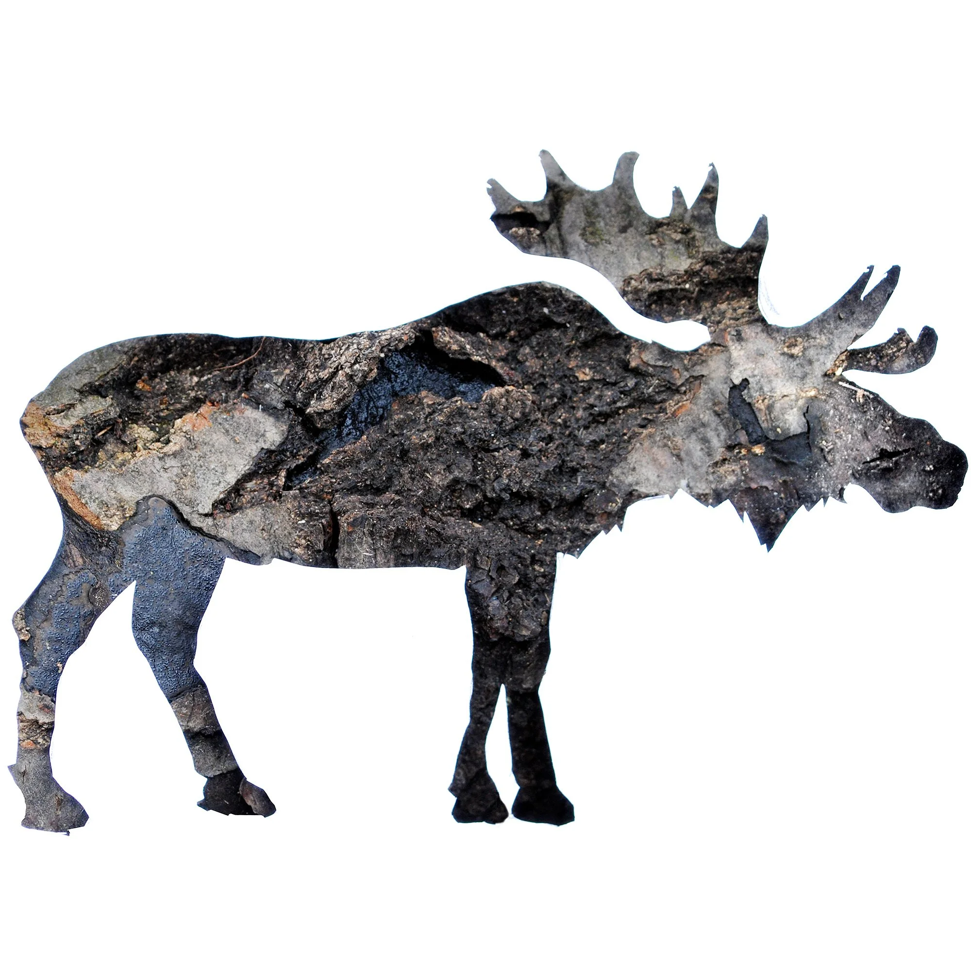 Moose wildlife art print featuring a moose silhouette created from photographs of real tree bark textures on a white background.