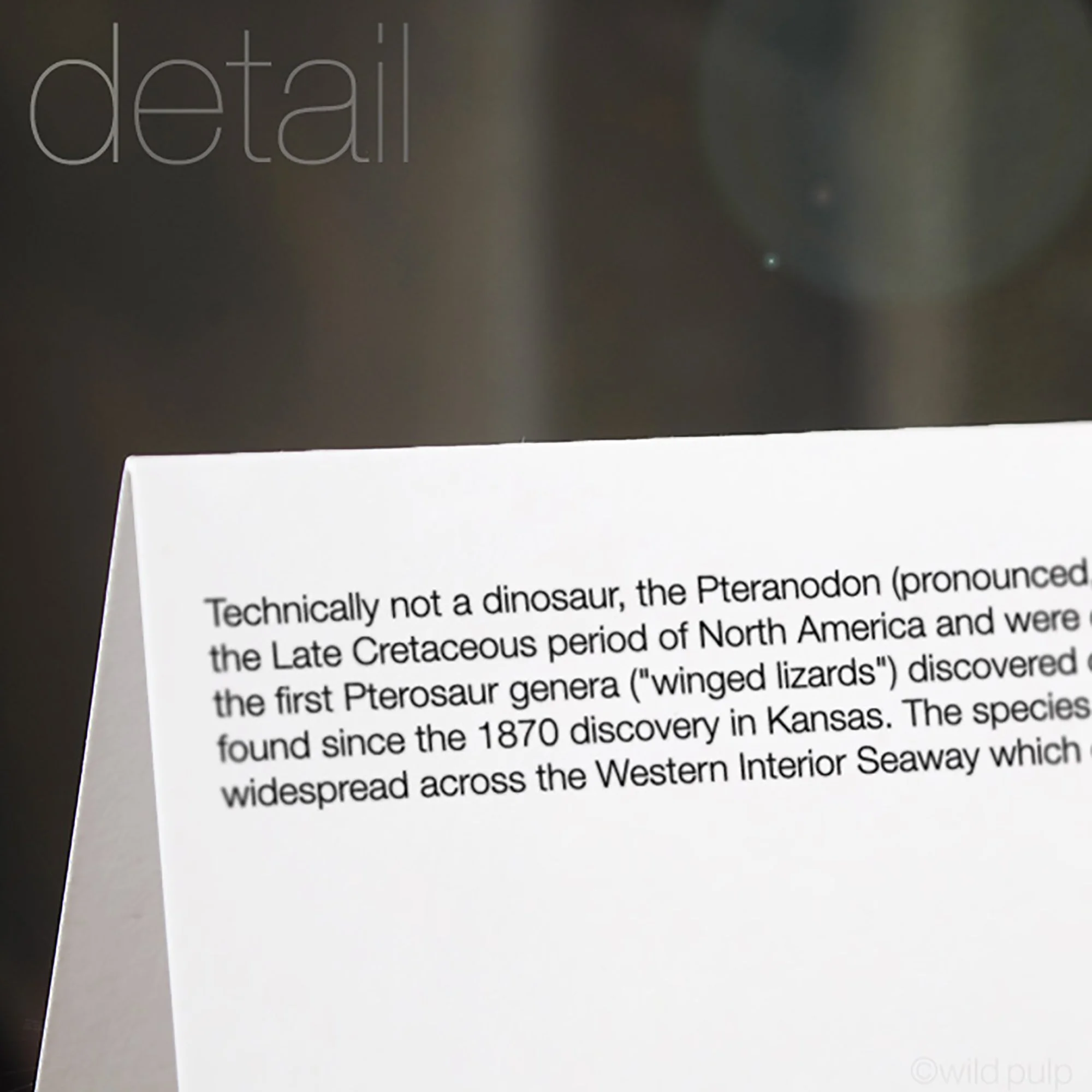 The back of the Pteranodon note card displaying the prehistoric species educational facts.