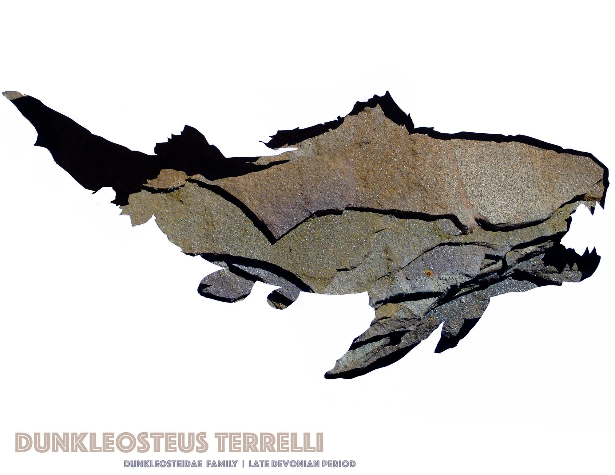 dunkleosteus-wall-art-print.jpg