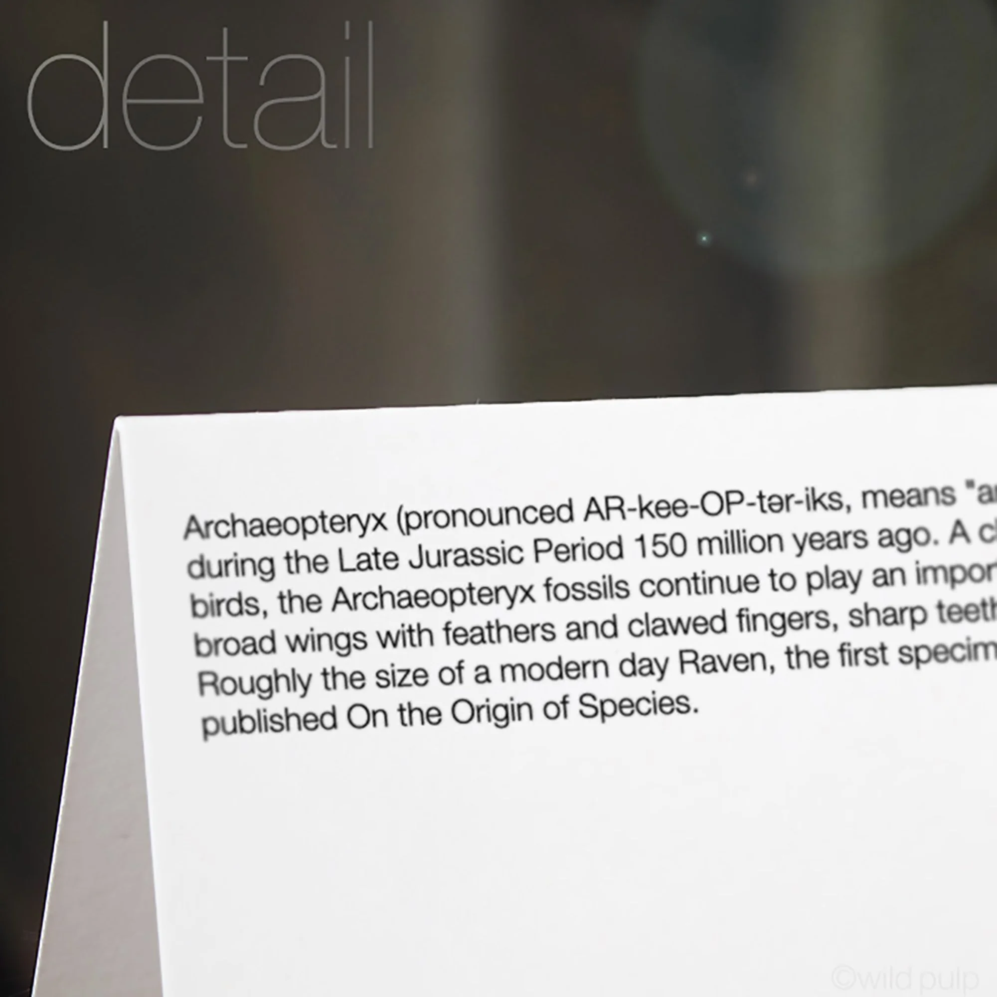 The back of the Archaeopteryx note card displaying the prehistoric species educational facts.