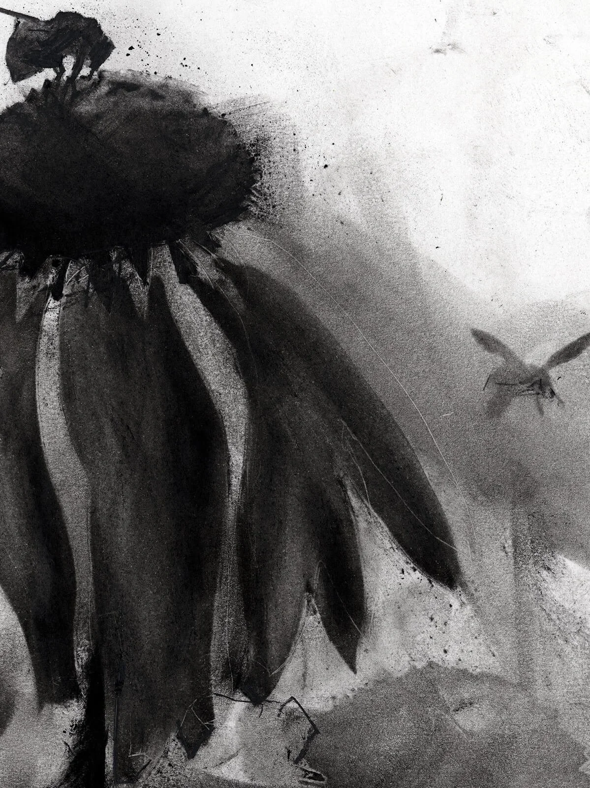 Detail of archival giclée print showing a bumblebee on a purple coneflower with expressive charcoal textures and tonal shading.