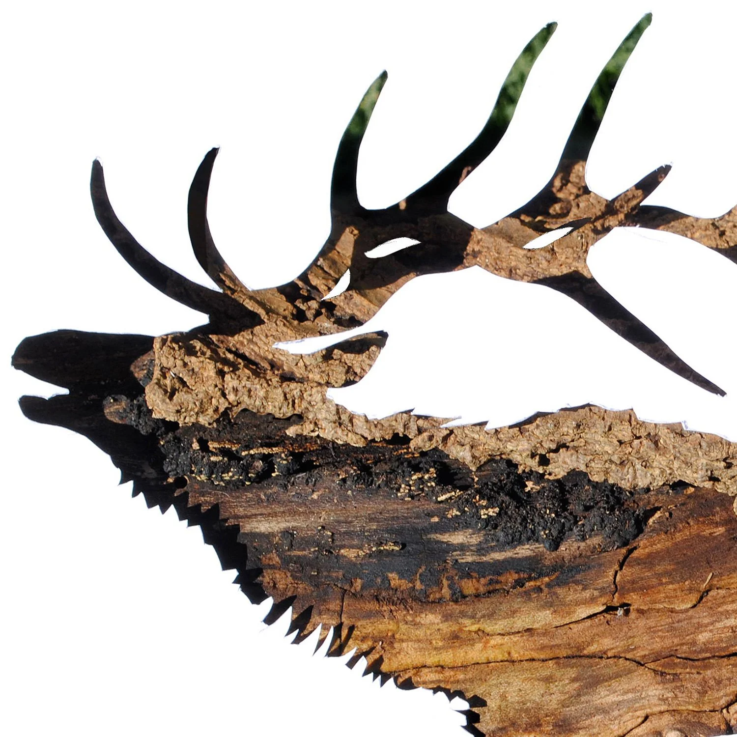 Elk in Bark | wildlife print