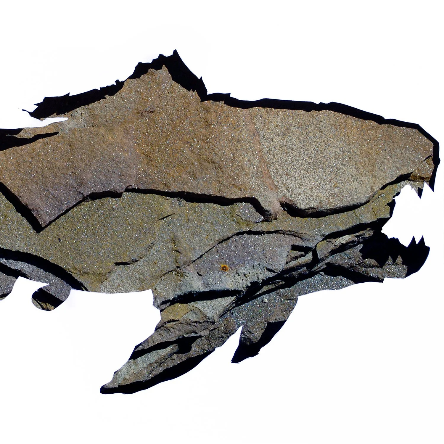 Dunkleosteus in Stone | dinosaur print