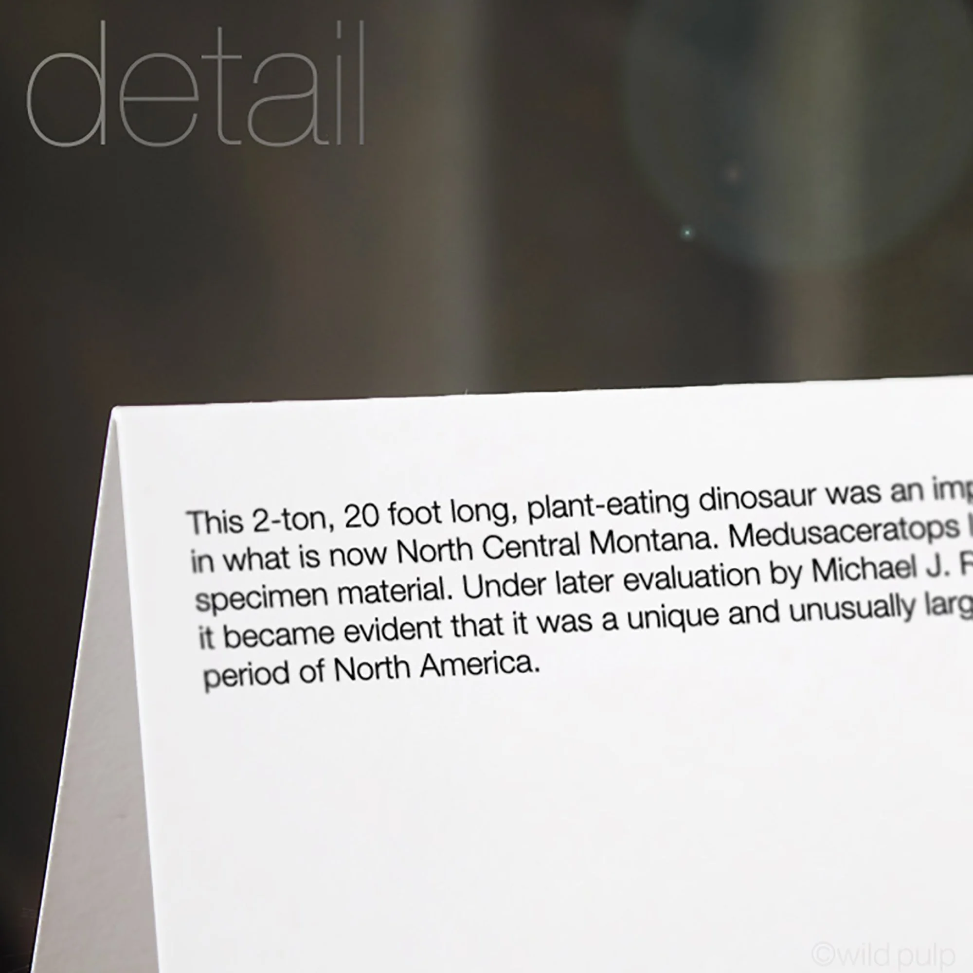 The back of the Medusaceratops note card displaying the prehistoric species educational facts.