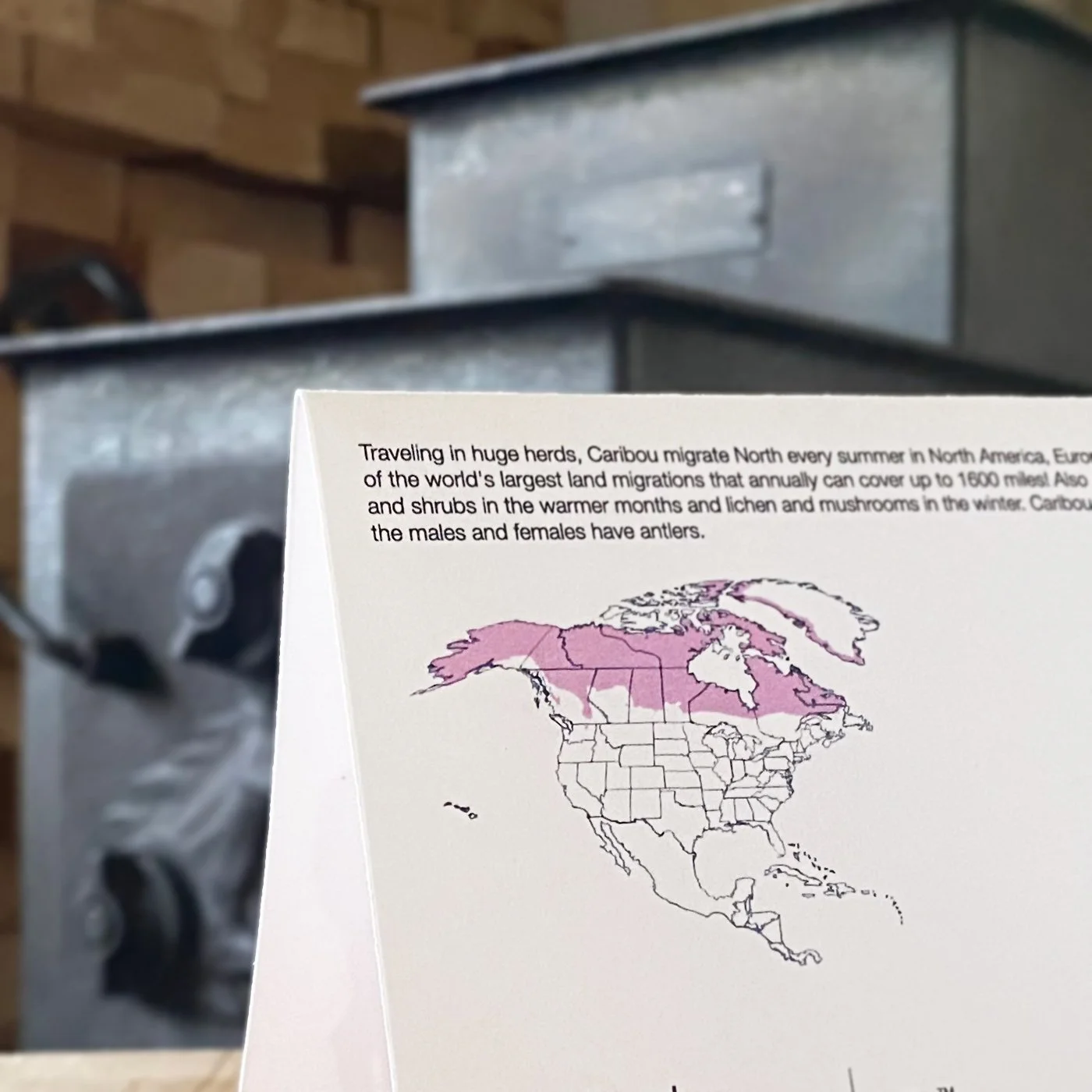 Back of wildlife stationery card showing educational caribou facts and illustrated habitat map.