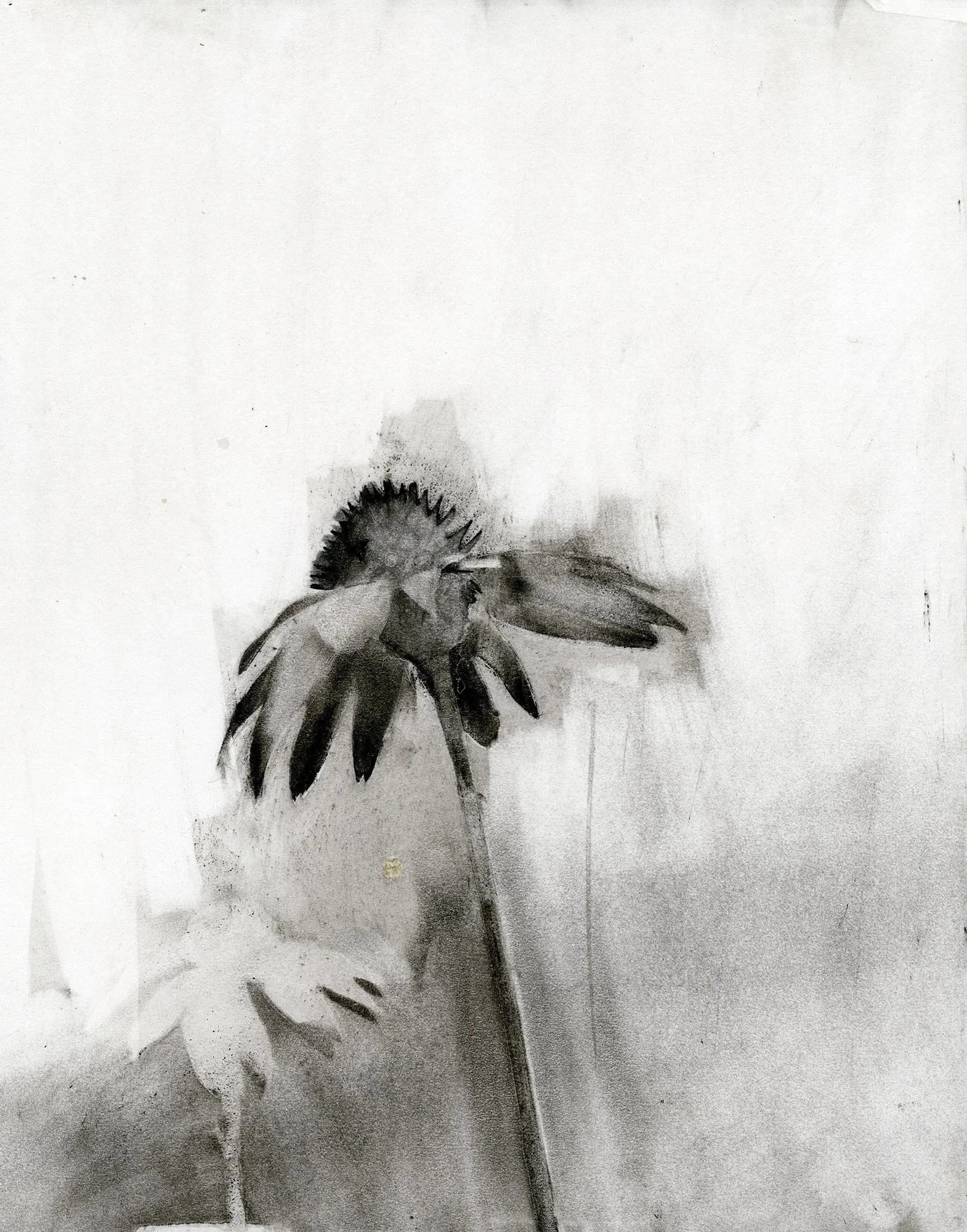 Purple Coneflower Study | original charcoal drawing