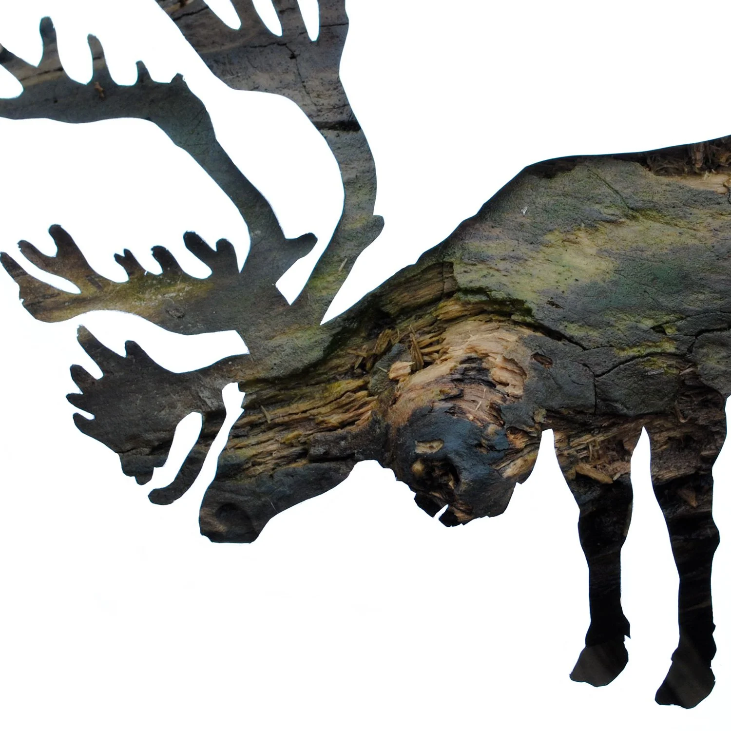 Caribou in Bark | wildlife print
