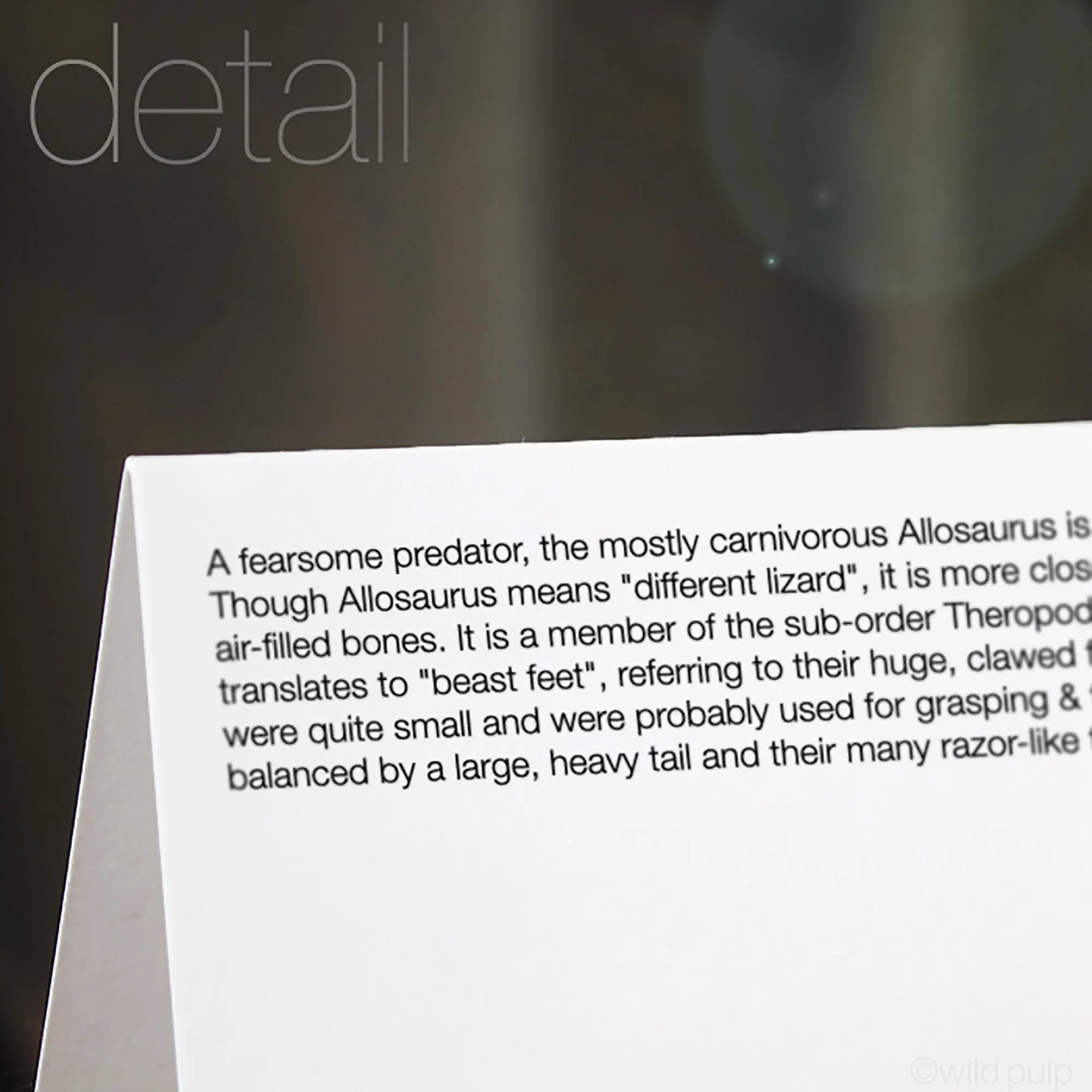he back of the Allosaurus note card displaying the prehistoric species educational facts.