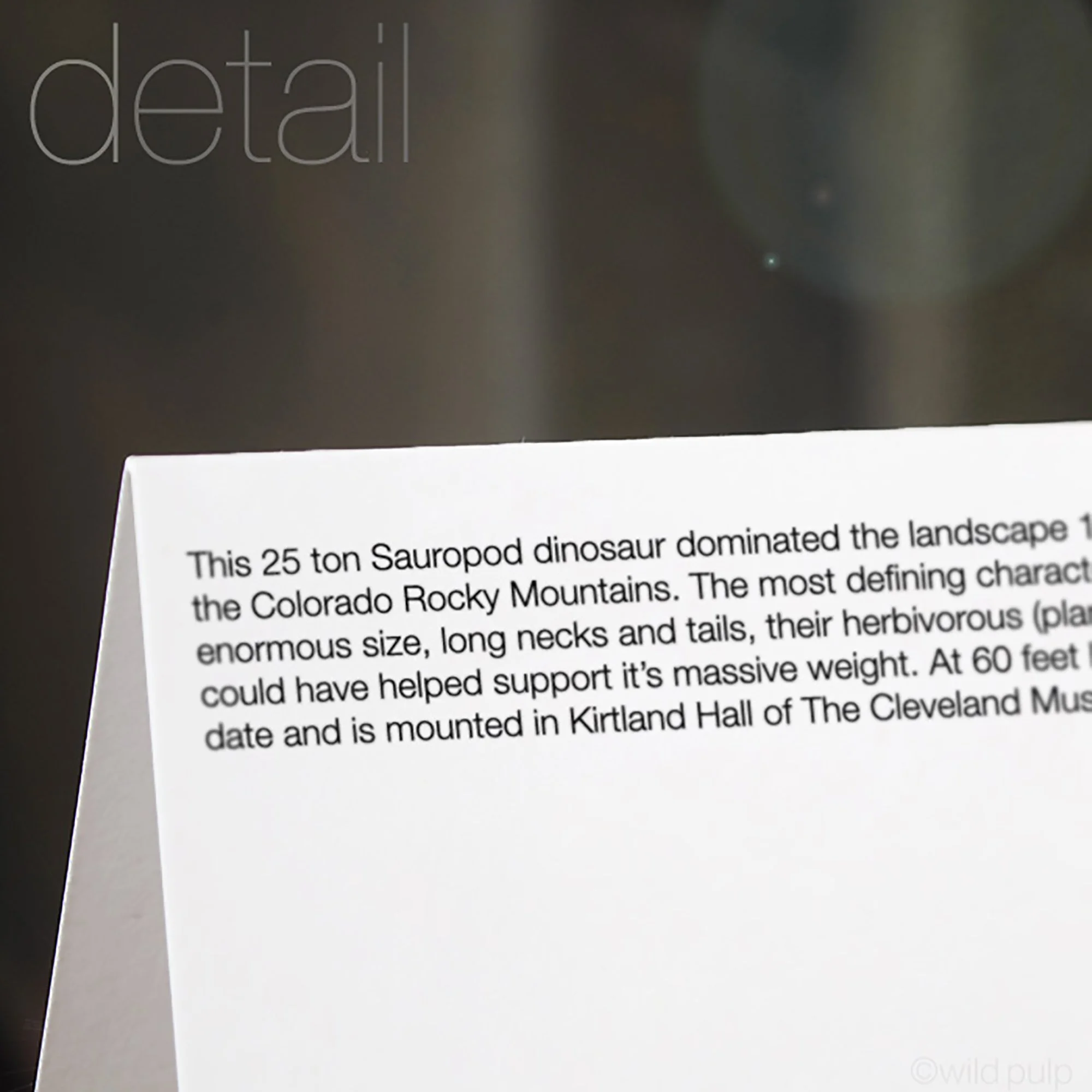 The back of the Haplocanthosaurus note card displaying the prehistoric species educational facts.