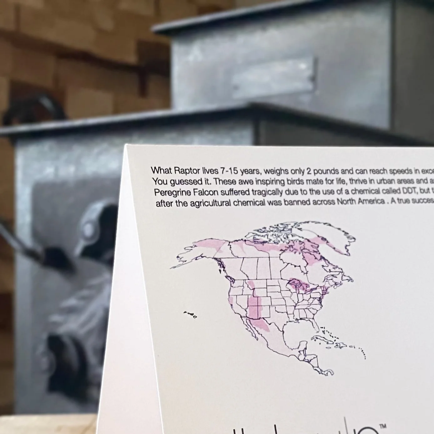 Back of wildlife stationery card showing educational Peregrine Falcon facts and illustrated habitat map.