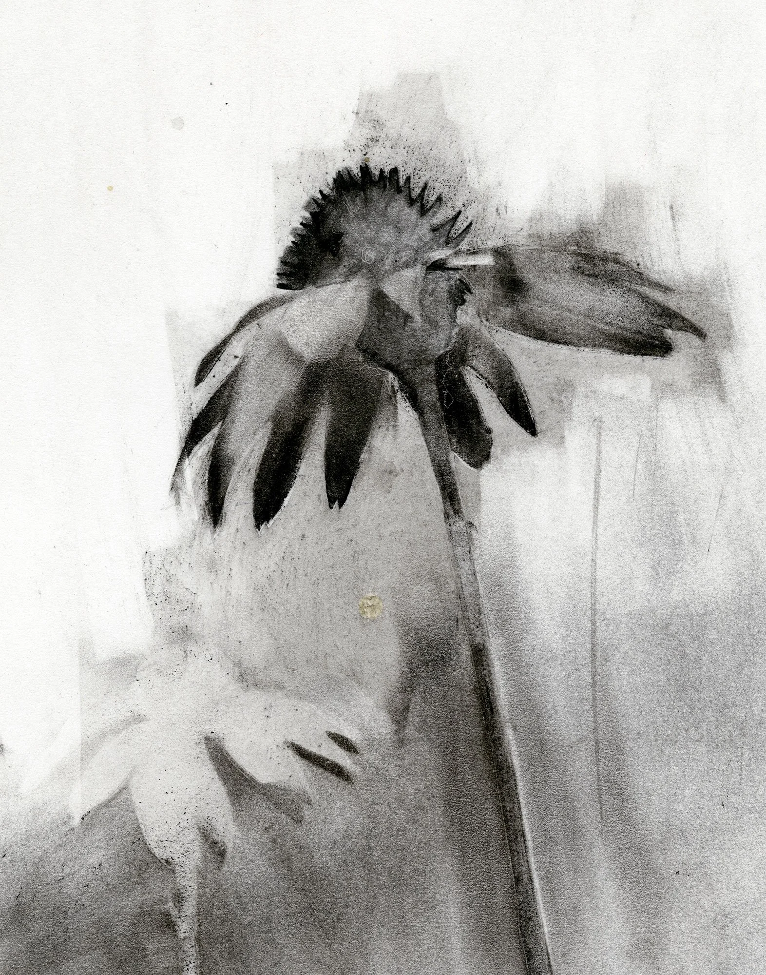 Close-up detail of the original charcoal drawing showing the purple coneflower's petals, soft tonal transitions, and expressive mark-making.