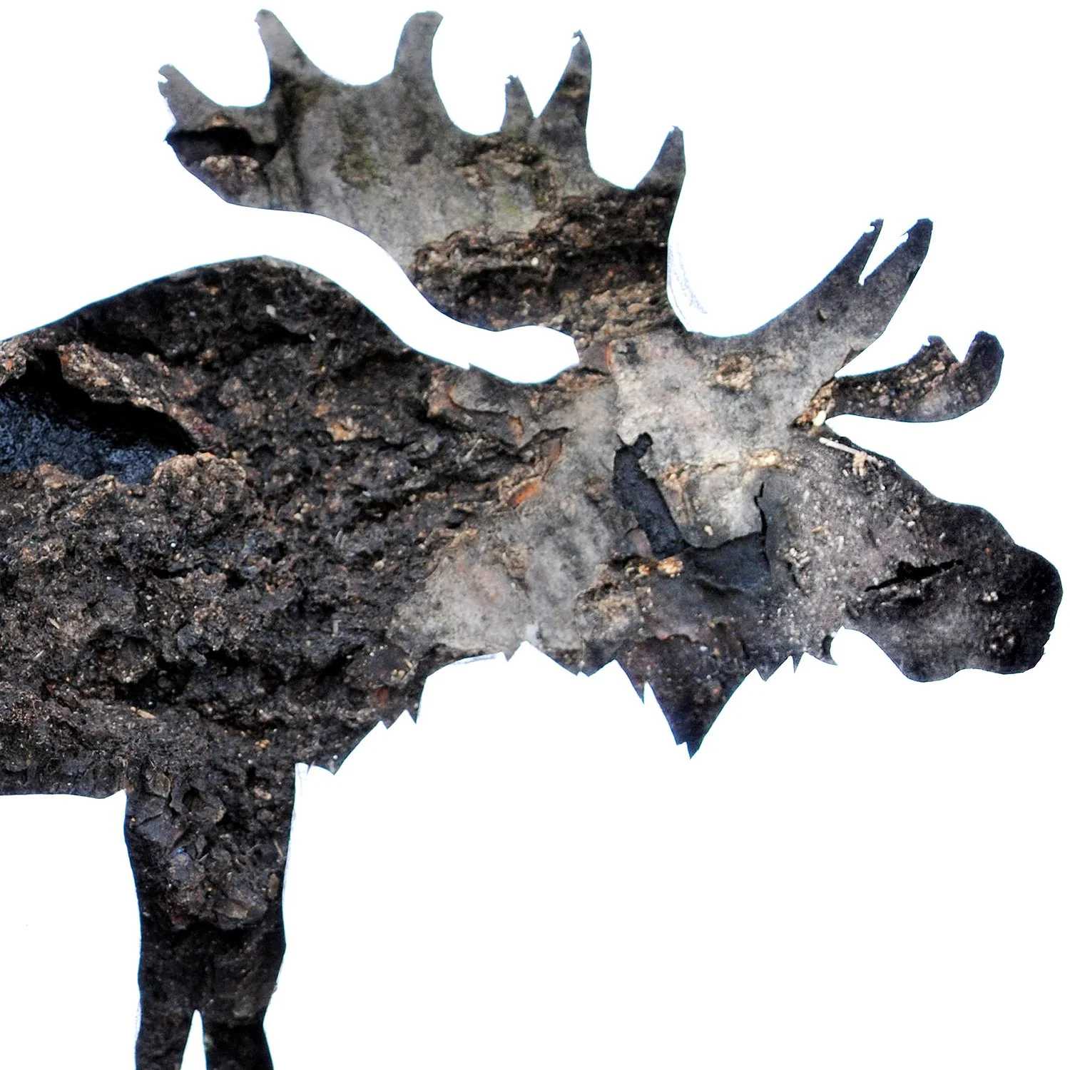 Moose in Bark | wildlife print