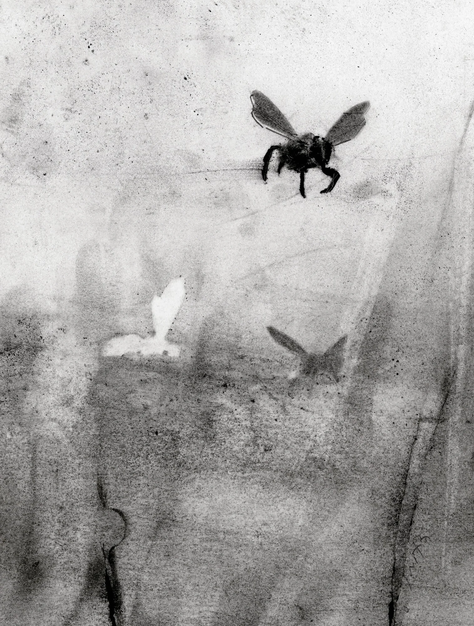Detail of an archival giclée print showing honey bees in flight with soft charcoal textures and atmospheric shading.
