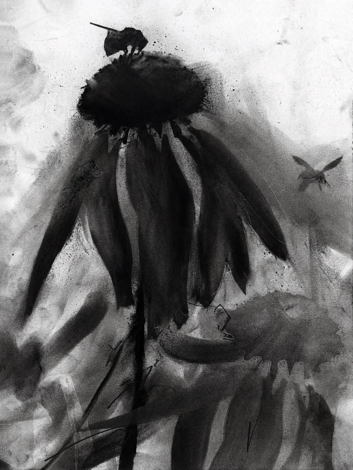 Foraging the Coneflower | honey bee fine art print