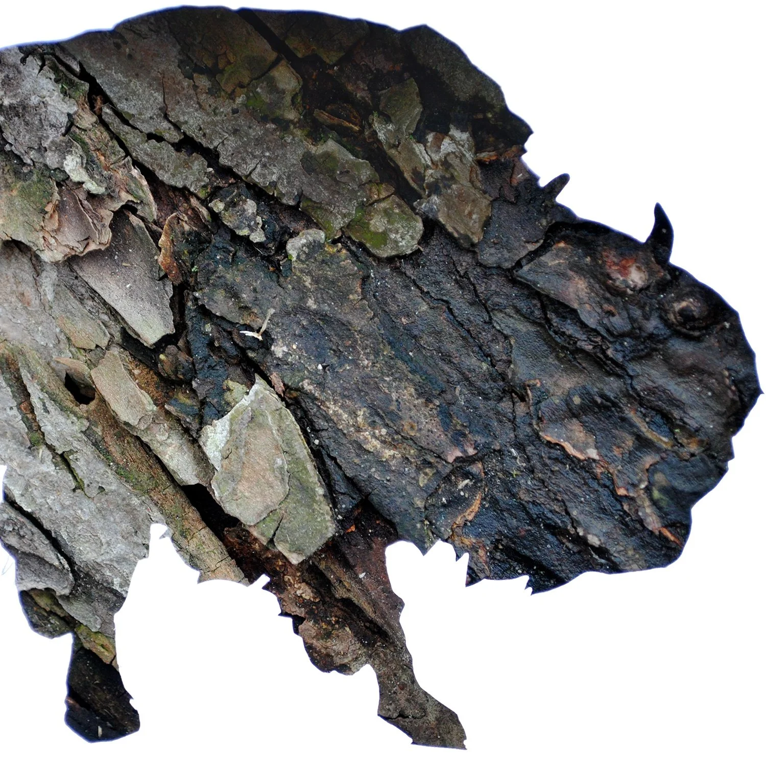 American Bison in Bark | wildlife print