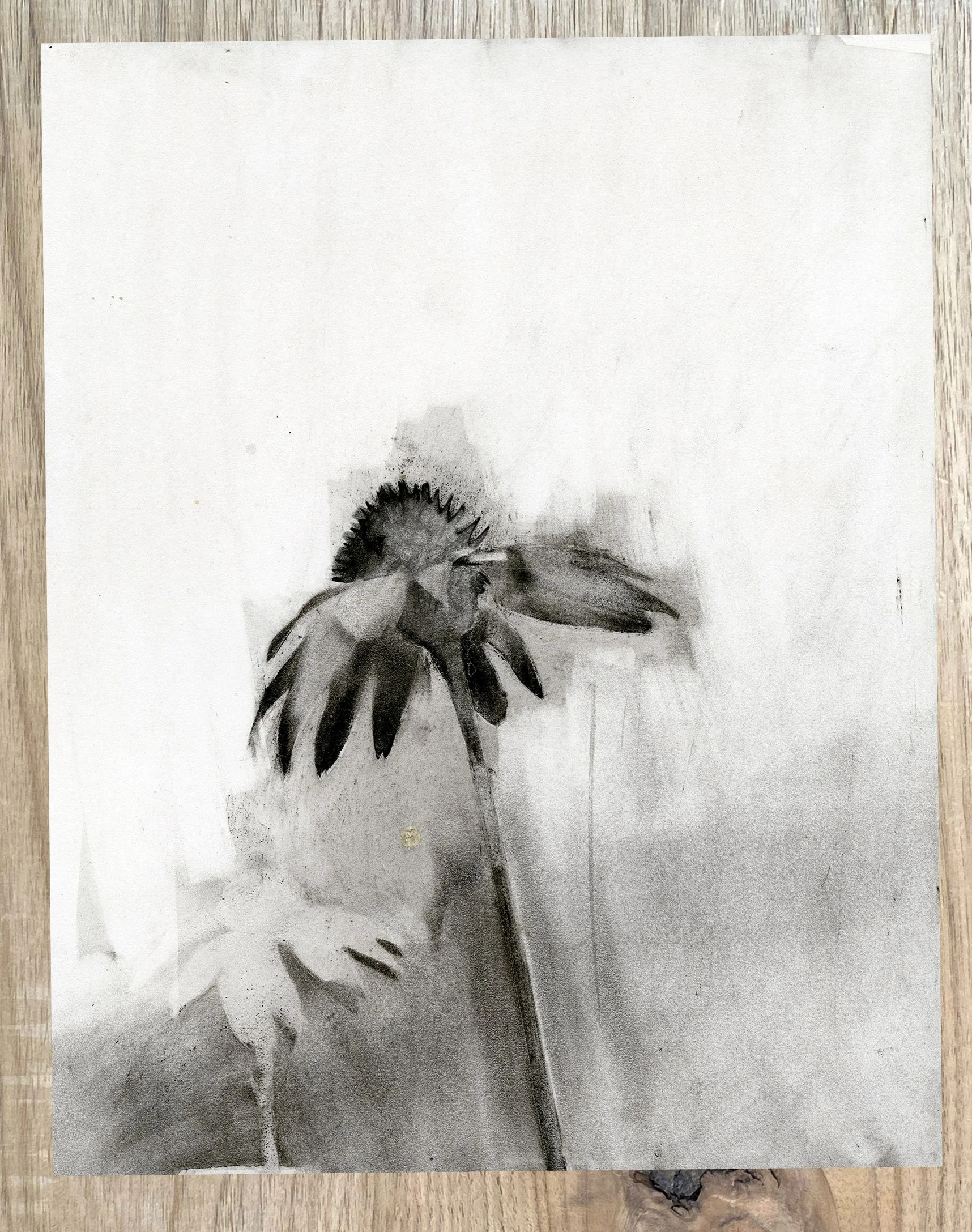 Original charcoal drawing of a purple coneflower (Echinacea purpurea) on white cotton paper. Contemporary botanical wall art.